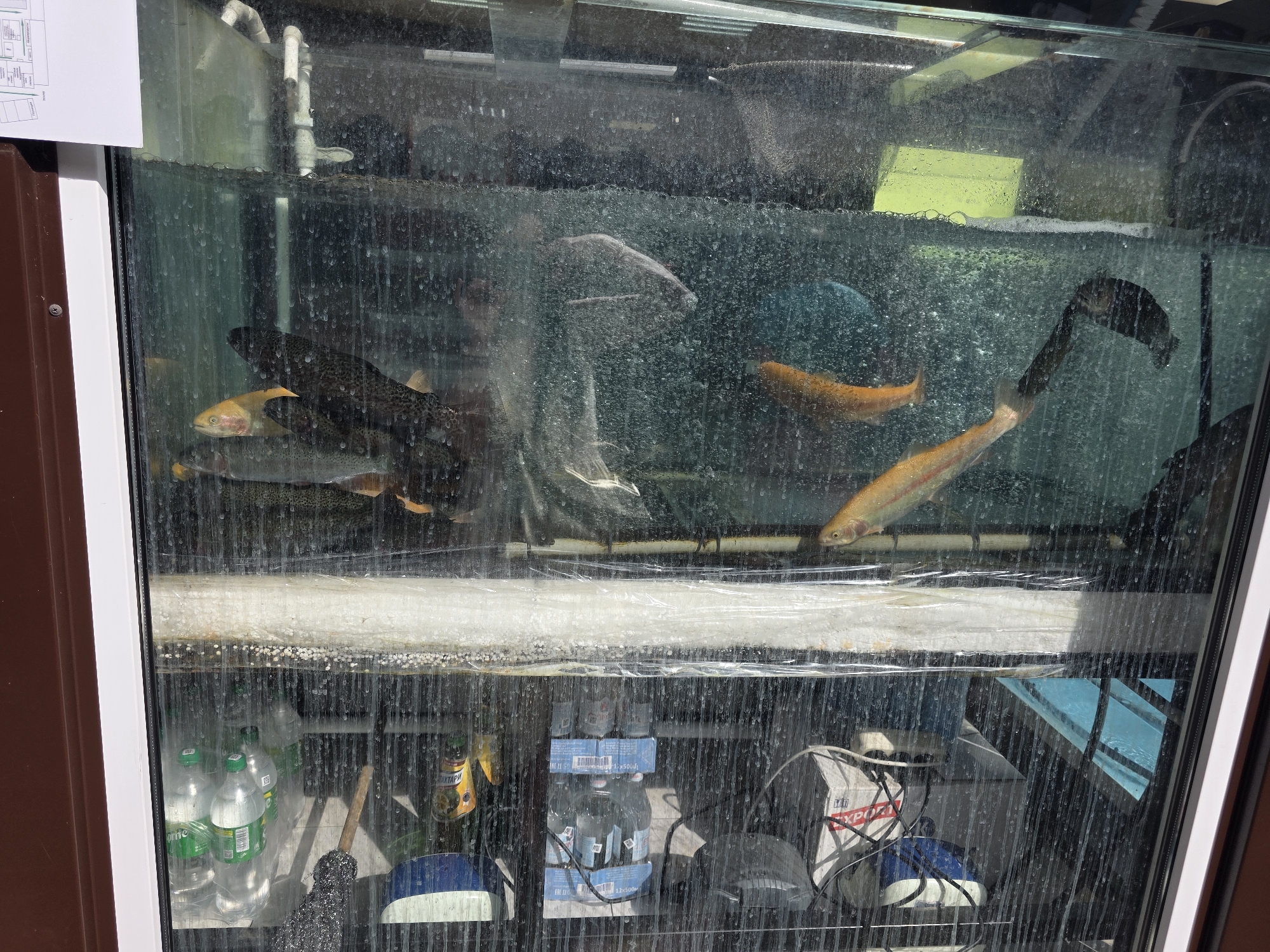 The image displays a two-tiered glass enclosure, likely a live fish display tank with a storage section beneath, viewed under bright, sunny conditions. The glass is covered in numerous water droplets and reflections, suggesting an outdoor or semi-outdoor setting.
In the upper tier, a variety of live fish swim in water. Several large, dark-bodied fish with visible scales are present, along with lighter-colored, golden or orange fish, some appearing to be trout species. One pale, almost white fish is also visible. White PVC pipes are situated at the top, likely for water circulation or filtration, with some foam and bubbles visible at the water's surface. A yellow-green panel is seen at the back of the tank.
The lower tier serves as a storage area, also visible through glass. On the left, several green plastic bottles of "Sprite" are stacked. In the center, multiple packs of bottled water are visible, with blue labels and "12 x 500ml" text. A jar with the Cyrillic text "BAXTAРИ" (Bakhtari) is next to them. To the right, a white box labeled "EXPORT" sits near a black brush with a wooden handle and a blue and white container. Various cables and wires are entangled among the stored items.
The overall scene suggests a commercial establishment, such as a market stall, fishmonger, or restaurant in Sochi, Russia, where live fish are displayed for selection or sale. No people are visible in the image.