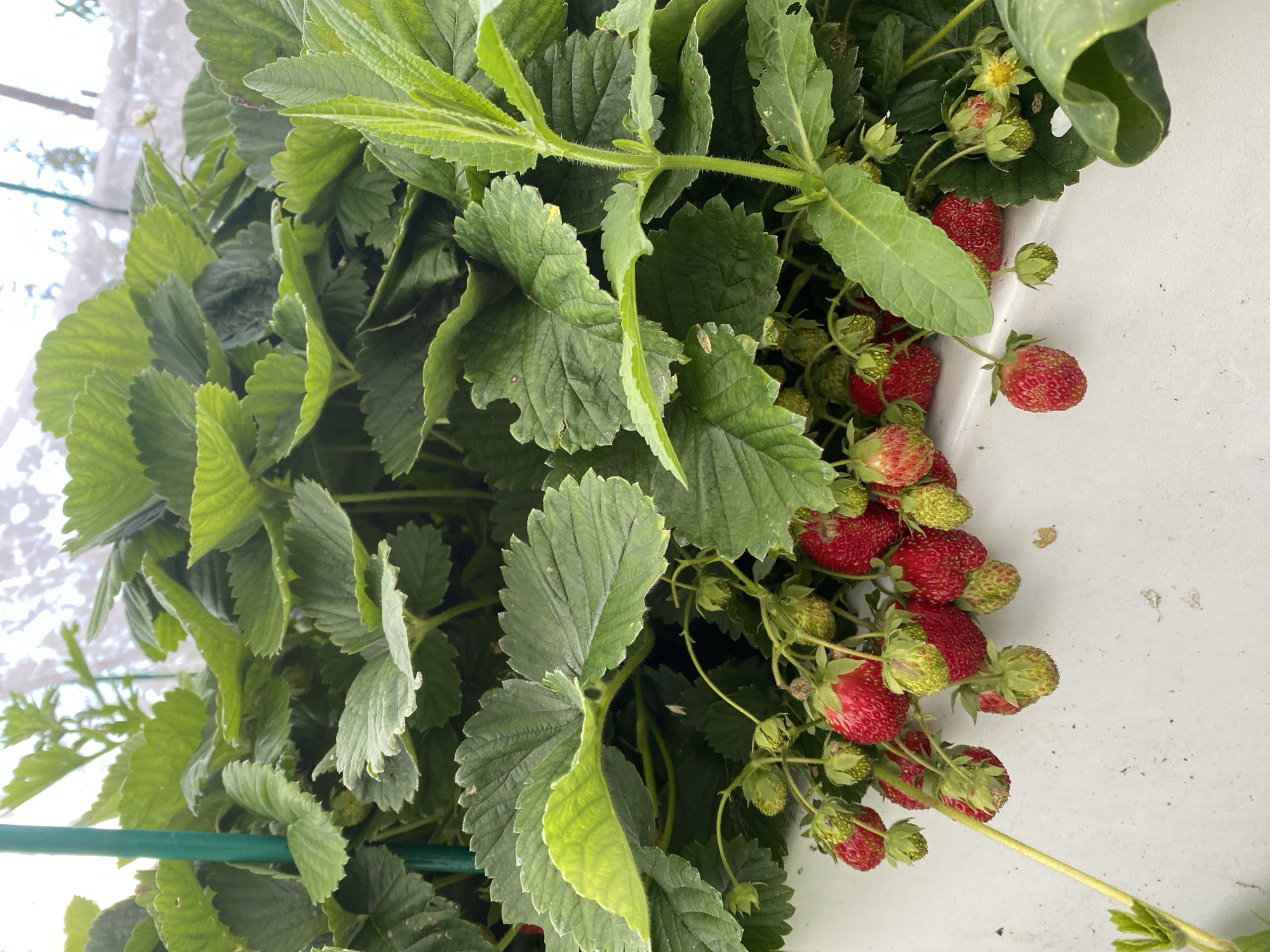 The image displays a close-up view of a strawberry plant with numerous red strawberries and green leaves. The plant is lush and healthy, with many berries at various stages of ripeness, some fully red and others still green. The leaves are a vibrant green, with serrated edges. The strawberries are clustered together on thin stems, some appearing plump and ripe, while others are smaller and less developed. The background is a plain white surface, possibly a container or wall, with some subtle texture and discoloration. The lighting suggests it is daytime, with natural light illuminating the scene. The image is oriented vertically, with the strawberry plant dominating the frame. There is a hint of a green support stake on the left side of the image. No people are visible. The scene appears to be an outdoor setting in a garden or farm, given the presence of a growing plant. The location context provided is Lindo-Pustyn' (Kantaurovskii S/S), Russia. No text is visible in the image.