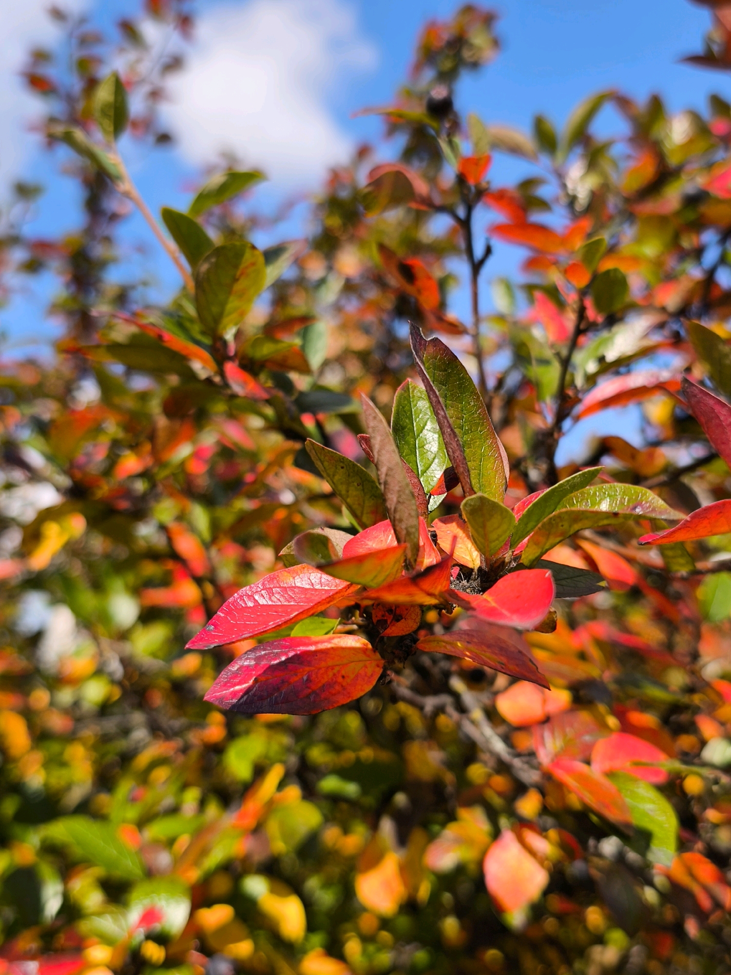 This is a close-up, macro photograph of a branch of a shrub with vibrantly colored leaves, transitioning from green to shades of red and orange, set against a blurred background of more foliage and a bright blue sky with some white clouds. The focus is sharpest on a cluster of leaves in the foreground, showcasing their textured surfaces and the play of light. The scene appears to be outdoors, likely in a park or garden. Given the lack of any distinguishing landmarks or urban features, it is impossible to determine a specific location within the city of Mahilyow, Belarus. The image depicts a natural setting without any people, animals, or human-made objects.