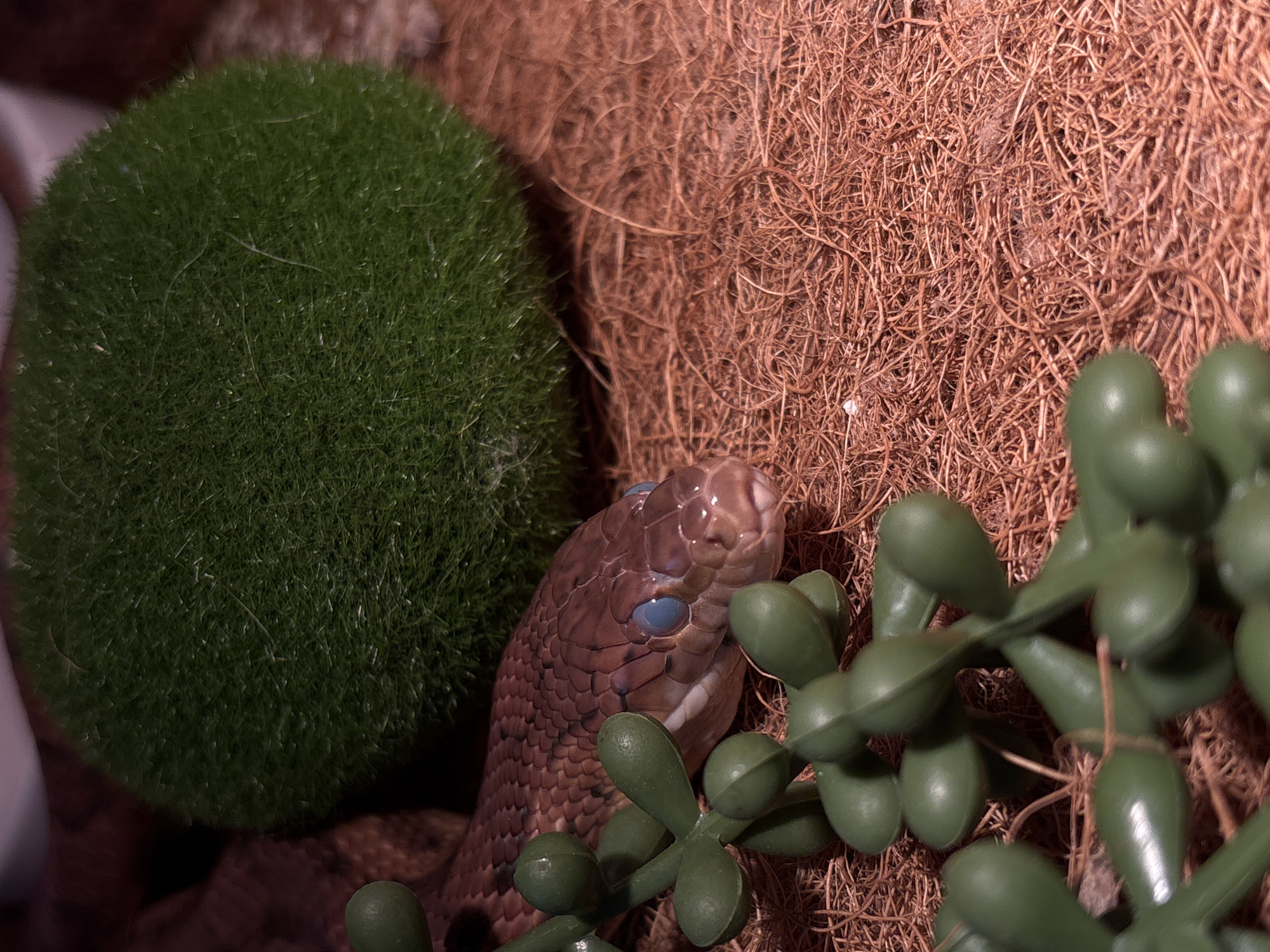 A close-up, high-angle shot shows the head of a brown-scaled snake with bright blue eyes. The snake is positioned on a nest of reddish-brown fibers, likely coconut coir or similar substrate. To the left of the snake, a round, green, moss-like object is visible. In the foreground, to the right, a cluster of artificial green succulent leaves is blurred. The lighting appears to be artificial and is coming from above, casting shadows. The snake's eyes are wide open, and it seems to be looking slightly to the right of the camera. There is no visible text in the image. The context of Saint Petersburg, Russia is provided but not visually evident in the image itself. The scene depicts a reptile in a terrarium or similar enclosure, likely a pet. The overall impression is one of detail and focus on the snake's head and its immediate surroundings.