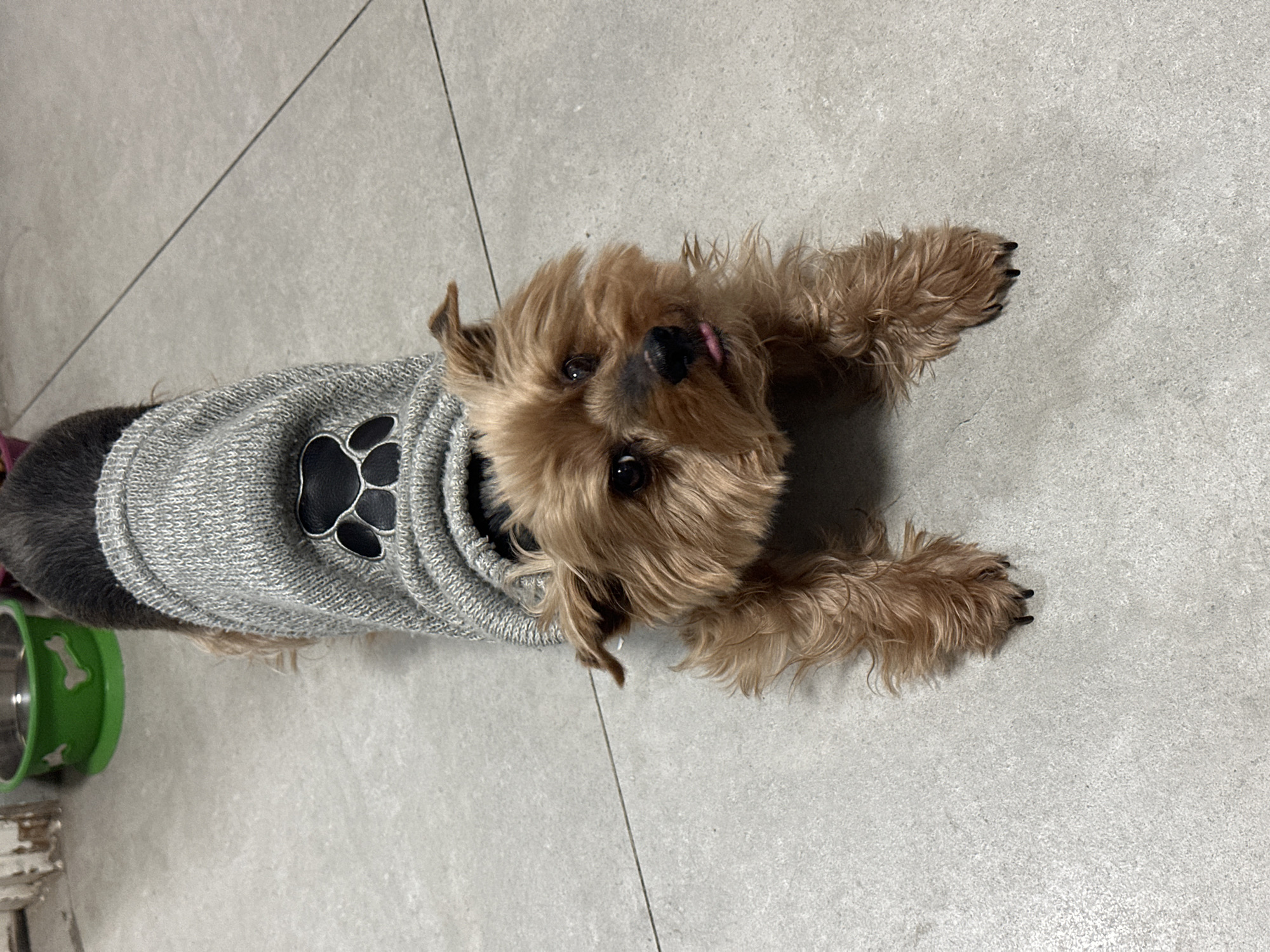 This image depicts a small, brown-furred dog, resembling a Yorkshire Terrier, positioned indoors in Ramat Gan, Israel. The dog is wearing a grey knitted sweater featuring a black paw print design centered on its back. It is observed on a light grey tiled floor, in a play bow or stretching posture with its front legs extended forward and head lowered. The dog is looking directly at the camera, with a small pink tongue protruding slightly from its mouth. In the upper left background, partially out of focus, two green pet bowls, one containing liquid, are situated on a green mat against a light-colored wall.