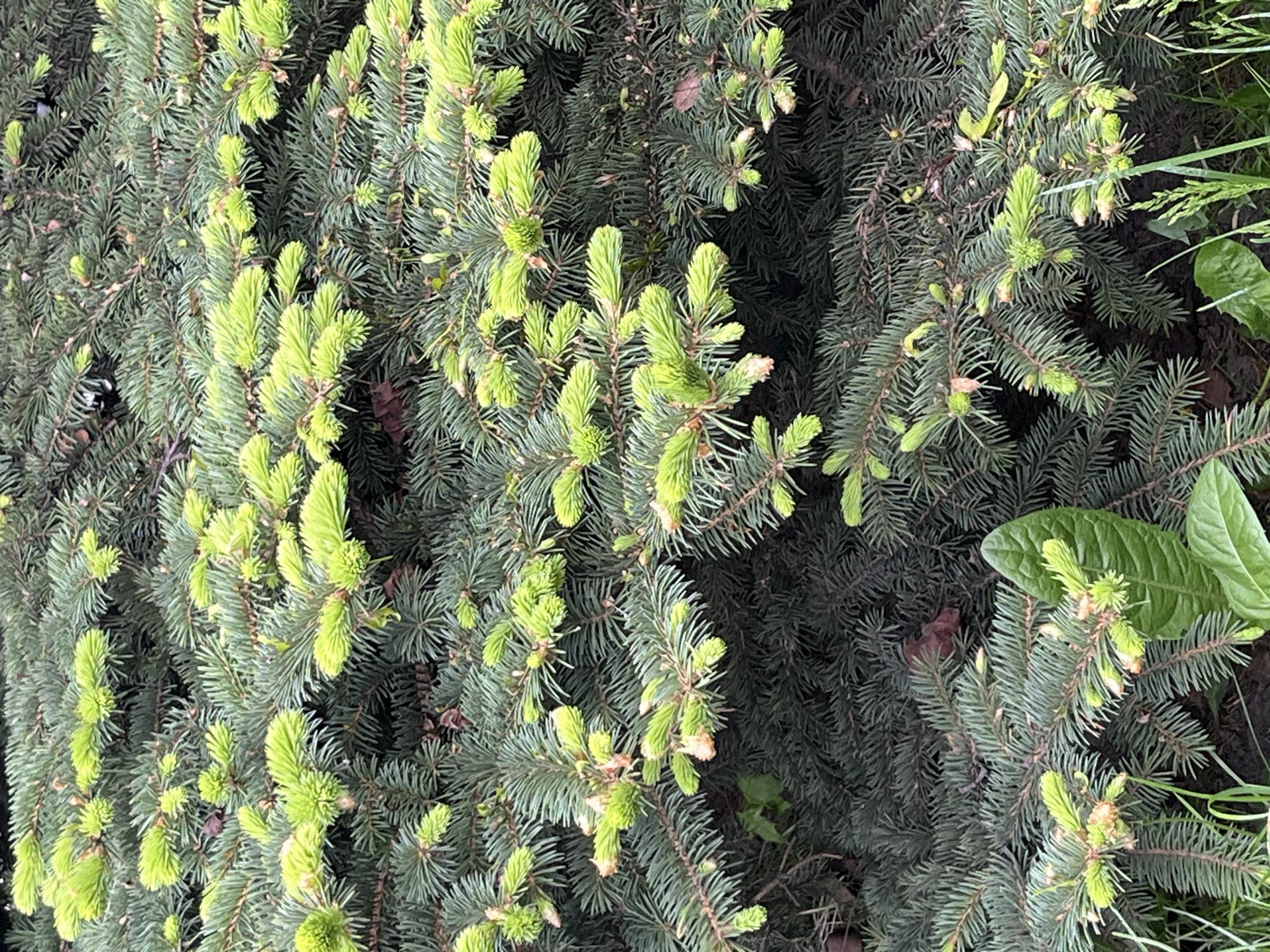 The image shows a close-up of a coniferous shrub, specifically a spruce or fir tree, with new growth emerging in bright green. The older needles are a darker, blue-green color. There are also a few large green leaves from a different plant visible. The image captures a natural, outdoor scene, likely in a garden or park. While it is possible this image was taken in Saint Petersburg, Russia, there is no specific information in the photograph to indicate that. More information would be needed to positively confirm the location.