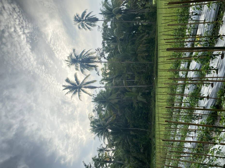 The image showcases a lush, tropical landscape. Coconut palm trees reach towards a sky filled with textured clouds. Adjacent to the palm trees is a cultivated field with rows of plants, likely crops, supported by stakes. The ground is covered with plastic sheeting, indicative of agricultural practices. The overall scene suggests a rural setting with a blend of natural vegetation and organized cultivation.