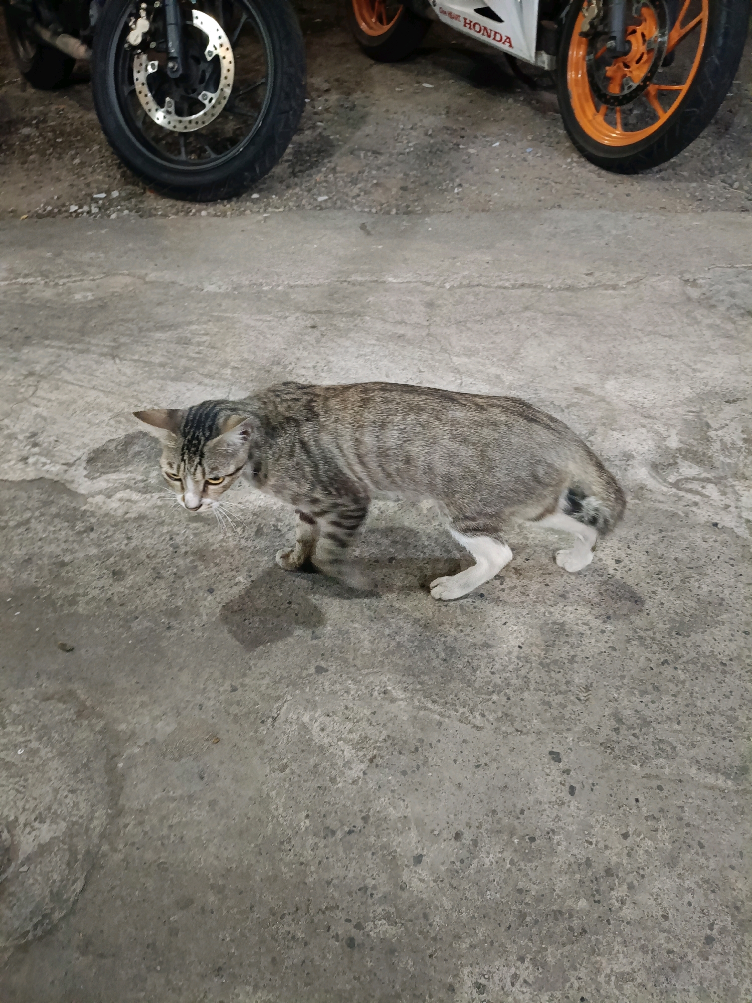 A tabby cat with white paws and a dark tail walks on a concrete surface. The cat is gray and brown with black stripes. In the background, two motorcycles are parked. One motorcycle has a black tire and rim, and the other has an orange rim. The scene appears to be an outdoor setting, possibly a street or alleyway, in Surabaya, Indonesia.