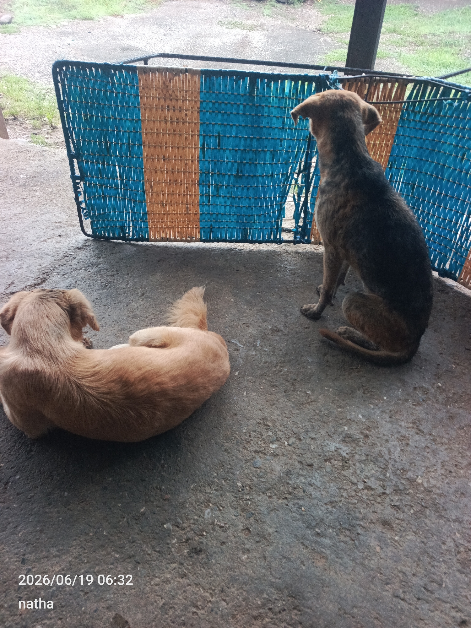 Two dogs are resting on a concrete floor outdoors, in front of a woven partition made of blue and orange strips. The dog in the foreground is light brown and curled up on its side, facing away from the camera. The dog in the background is darker brown and brindle, sitting upright and looking away from the camera towards the right. The scene appears to be in a somewhat rural or undeveloped area, with hints of vegetation and gravel in the background. The lighting suggests it is daytime, possibly overcast. The time stamp on the image indicates June 19, 2026, at 06:32, and the text "natha" is also present.