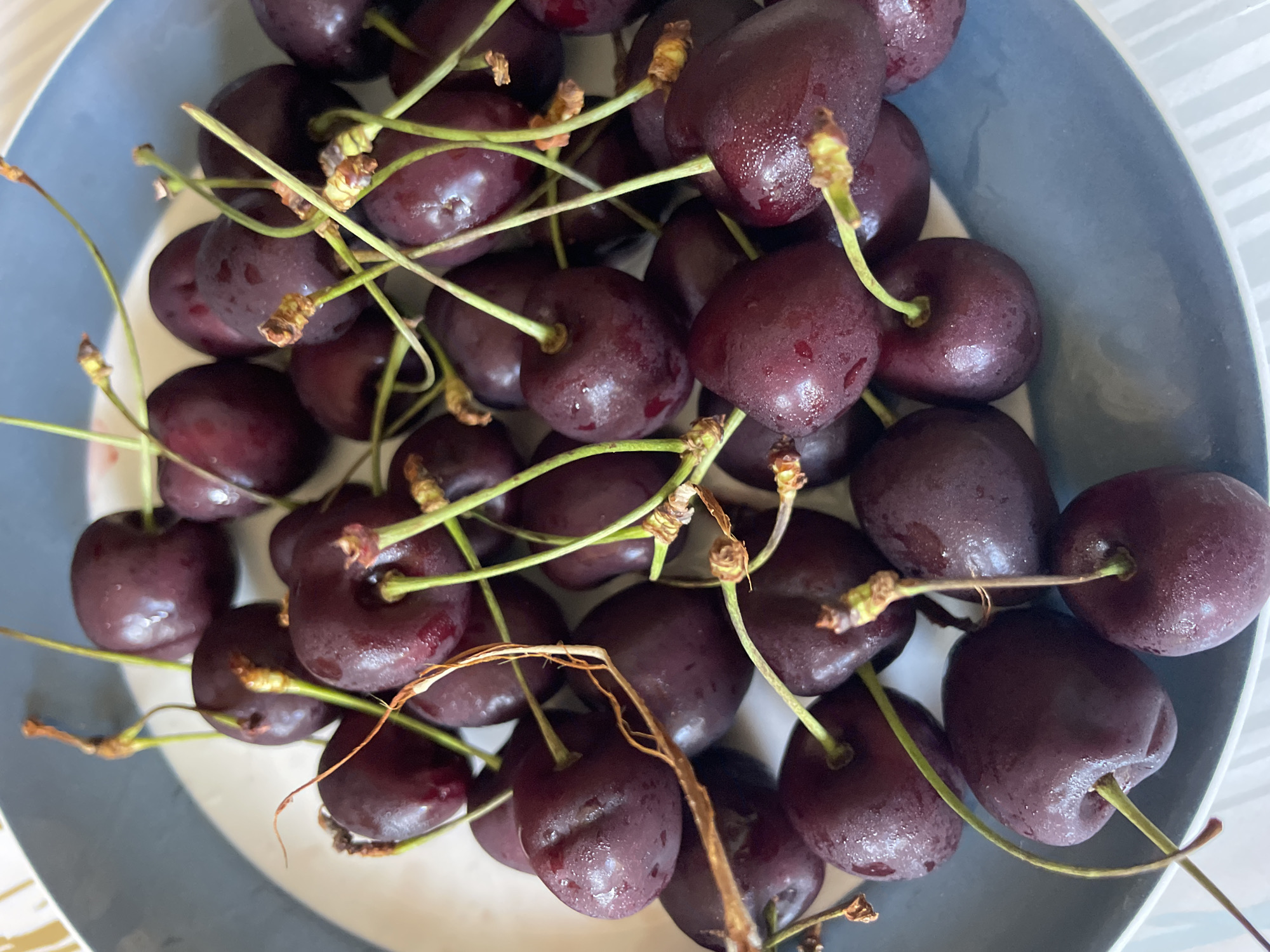 A close-up, overhead shot shows a pile of dark red cherries with green stems resting in a shallow bowl. The bowl has a blue rim and a white interior with a subtle striped pattern. The cherries are wet, indicating they may have been recently washed, and some have small water droplets visible on their surfaces. The lighting is bright, casting soft shadows among the cherries. The image is a still life, focused entirely on the fruit. There are no people or any other objects visible in the scene. The location in Punta Ala, Italy, is not depicted in the image.