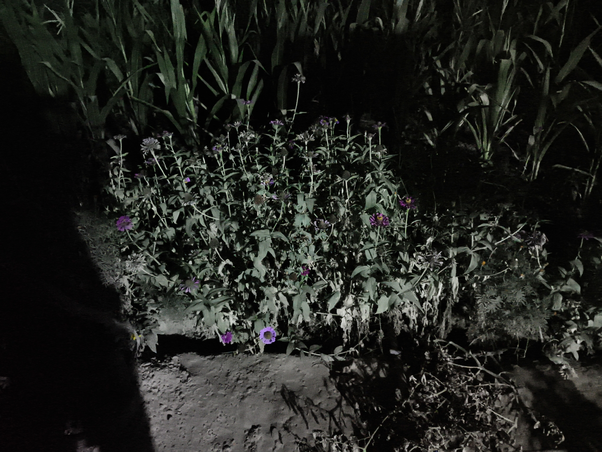 This is a nighttime photograph taken outdoors, likely in a garden or natural setting, as evidenced by the presence of plants and flowers. The lighting is dim, creating deep shadows and an overall dark atmosphere. The main subjects are a cluster of plants with green foliage and several flowers, predominantly in shades of purple and pink. Some of the flowers appear to be Zinnias. The ground is uneven and appears to be soil or dirt, with some dry debris scattered around. In the background, tall, leafy plants, possibly corn stalks, are visible. The image lacks any signs of human presence or activity. The location is stated as Саидали Вализода, Tajikistan.