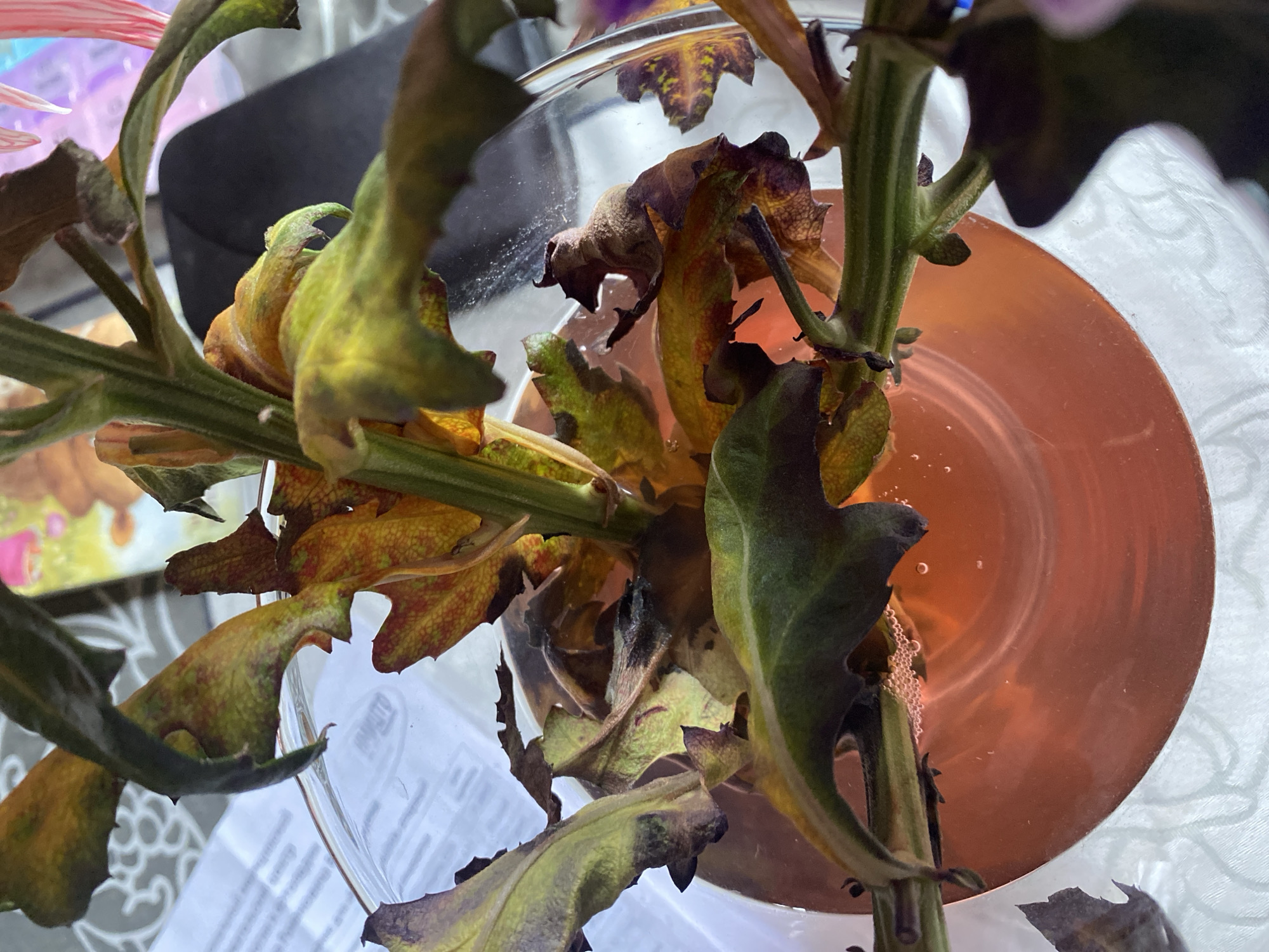 A close-up, overhead shot shows the wilting leaves of a plant submerged in a clear glass vase filled with reddish-pink liquid. The leaves are a mix of green, yellow, and brown, with some showing signs of decay and browning at the edges. The stems are green and appear healthy, but the leaves are clearly in decline. Bubbles are visible on the surface of the liquid, suggesting it might be stagnant or that the plant is releasing gas. The vase is placed on a white, textured surface, possibly a tablecloth. In the background, out of focus, are hints of papers with text and what appears to be a colorful illustration or photograph. To the right, a dark, amorphous shape is visible, possibly a piece of furniture or a shadow. The overall impression is one of a houseplant in need of care. The location within the city of Им. Коняшина Снт, Russia is not discernible from the visual information provided in the image.