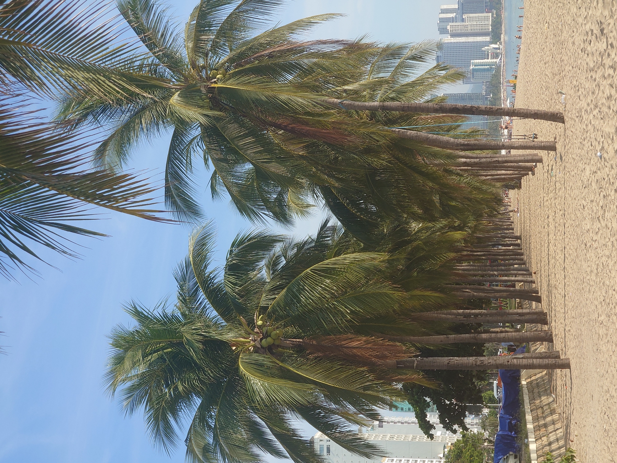 This is a full-shot, eye-level, vertical, medium-distance photograph of a sandy beach lined with a row of palm trees. The sky is clear and blue. The palm trees are tall and leafy, with some coconuts visible on one of them. In the background, there are several tall buildings and a body of water. There are a few people on the beach and in the water, some of whom appear to be sunbathing or swimming. The sand is light brown and appears to be dry and well-groomed. The overall scene depicts a tropical beach setting.