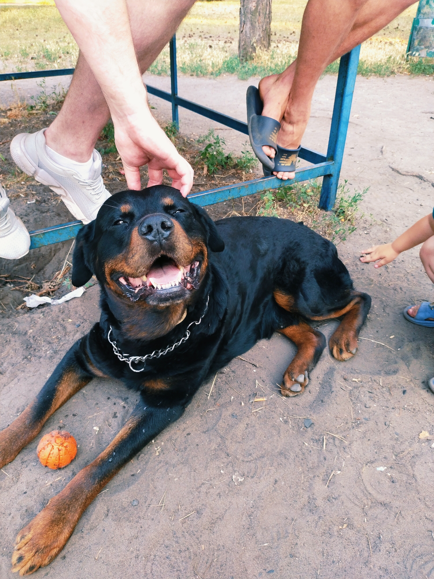 The image shows a Rottweiler dog lying on sandy ground, with its mouth open and tongue out. The dog is wearing a silver chain collar. To the left of the dog, a person's legs are visible, wearing white sneakers. Another person's legs, wearing dark sandals, are visible to the right, with a child's hand reaching out towards the dog. A small orange ball is on the ground near the dog's front paws. In the background, a blue metal structure is visible, along with grass and a tree trunk. The scene appears to be an outdoor recreational area in the city of Horishni Plavni, Ukraine.