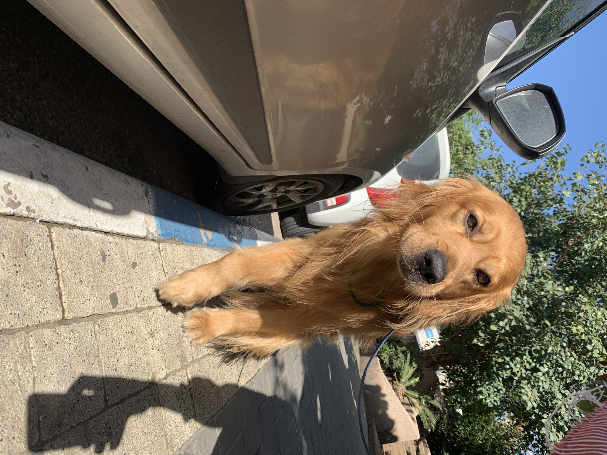 A Golden Retriever dog with golden-brown fur is captured lying or sitting on a paved surface, looking directly at the camera. The dog has a black snout and dark eyes, and it appears calm and curious. A blue collar is visible around its neck, along with a blue leash.
The scene is set outdoors under bright sunlight, with clear blue skies visible. To the dog's left, a light-colored car (possibly silver or beige) is parked, with one of its tires partially visible beneath the vehicle. The pavement on which the dog rests features distinct blue and white markings on the curb, typical of parking regulations in Israel (e.g., Tel-Aviv). The ground under the car is dark asphalt.
In the background, lush green, leafy trees are visible, indicating an area with vegetation. The strong sunlight casts prominent shadows on the paved ground, including the shadow of a person holding a camera or phone, suggesting the photographer's presence. The time of day appears to be daytime, likely mid-morning to afternoon, given the bright illumination and distinct shadows. There is no discernible text visible in the image.