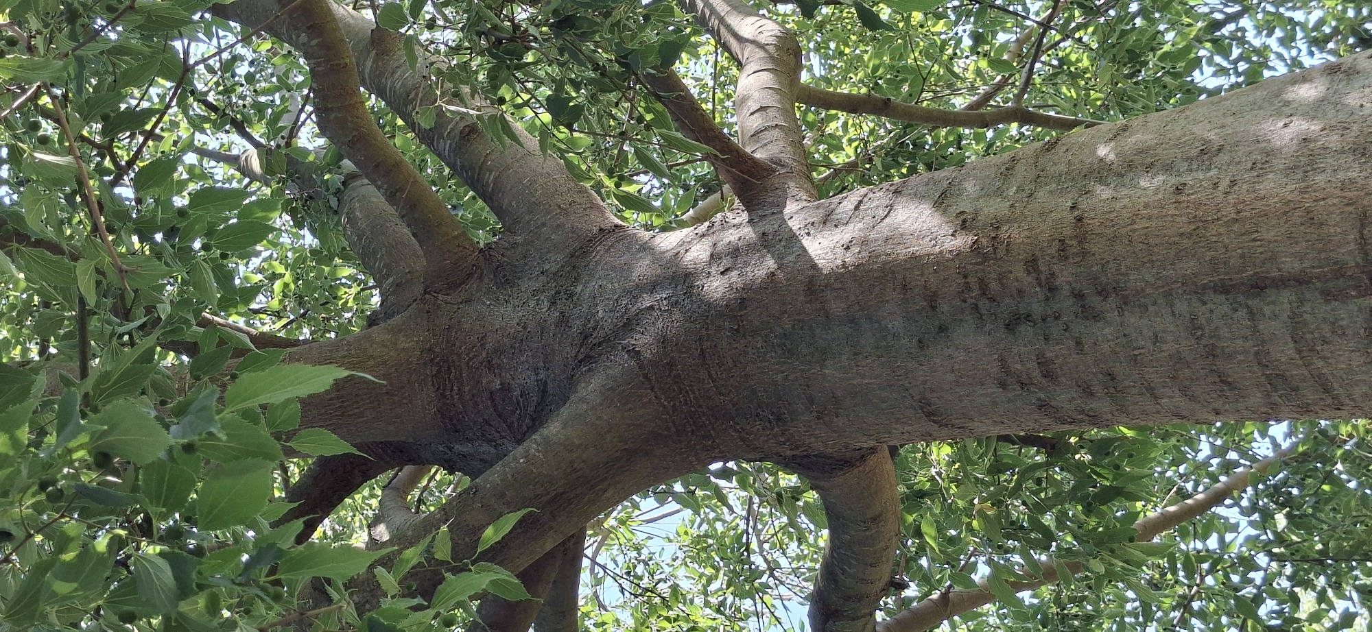 This is a close-up, low-angle shot looking up into the branches of a large tree. The main subject is the thick, textured bark of a substantial tree trunk that dominates the foreground, stretching horizontally across the frame. Sunlight dapples the bark, creating patterns of light and shadow, suggesting a bright, possibly sunny day.
The bark is a greyish-brown with visible ridges and furrows, indicative of age. Several smaller branches diverge from the main trunk, creating a complex, almost architectural structure within the tree. These branches also exhibit textured bark, though less prominent than the main trunk.
Surrounding the branches is a dense canopy of bright green leaves, which are slightly out of focus in many areas, emphasizing the bark's detail. Some small, dark green berries or developing fruits are visible amongst the leaves. The background is a bright, light blue sky, mostly obscured by the foliage.
The perspective suggests the viewer is lying on the ground beneath the tree or perhaps standing on a lower branch. There is no discernible activity or event taking place, other than the natural state of a tree in daylight. The scene evokes a sense of being enveloped by nature, with a focus on the organic textures and forms of the tree. There is no visible text in the image. The location context is Graz, Austria, but this cannot be visually inferred from the image itself.