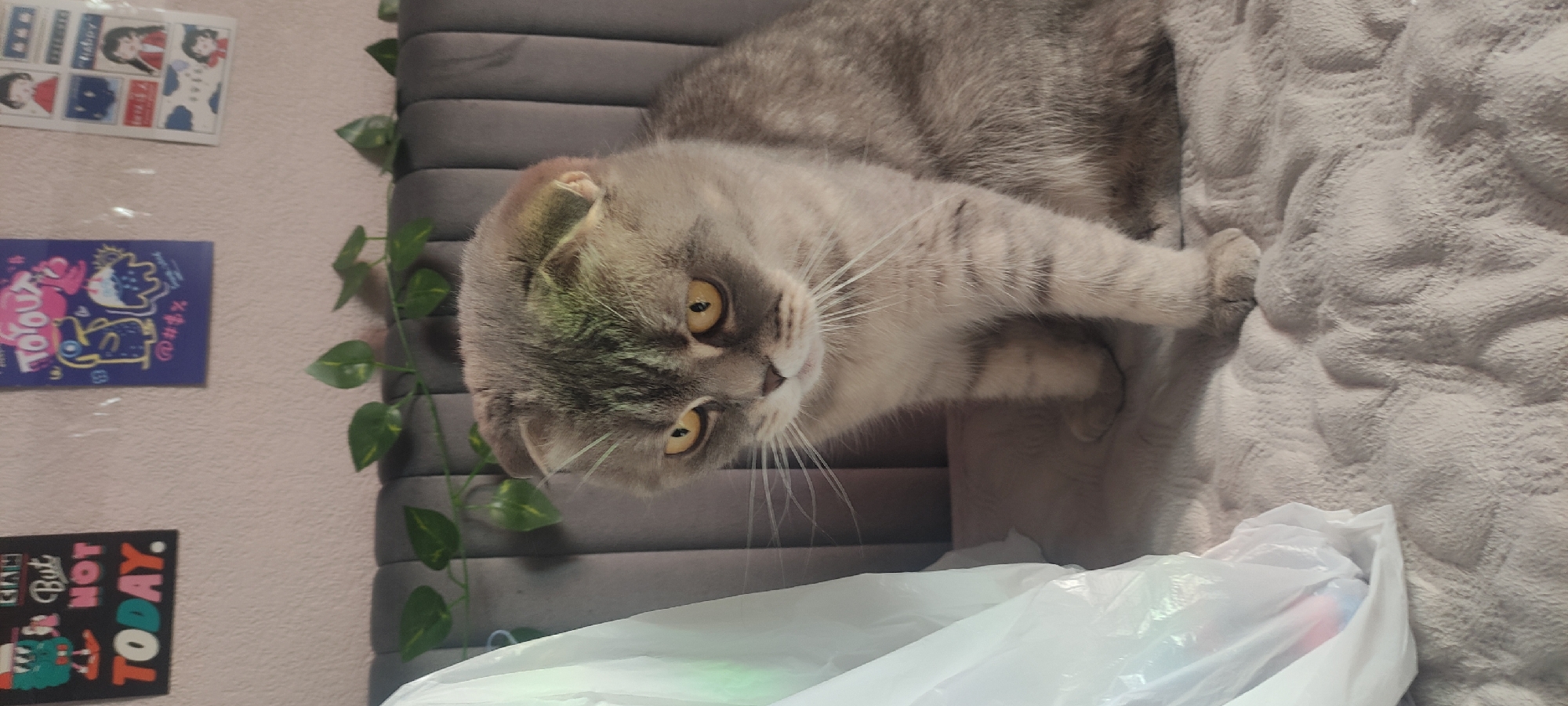 An indoor scene in Fryazino, Russia, depicts a Scottish Fold cat seated on a grey, textured blanket. The cat possesses light grey fur with subtle tabby stripes and bright yellow eyes, directed downwards and slightly left, with its whiskers prominently visible. To the cat's left is a translucent white plastic bag, partially obscuring the view. Behind the cat is a dark grey, vertically ribbed headboard or padded panel, along which artificial green leaves are draped. The light pink, textured wall behind the headboard features multiple decorations: a black rectangular sign with the words "But NOT TODAY." and a cartoon monster, a blue poster displaying several cartoon figures, and a vertical strip of smaller square images, possibly stickers, featuring cartoon girls.