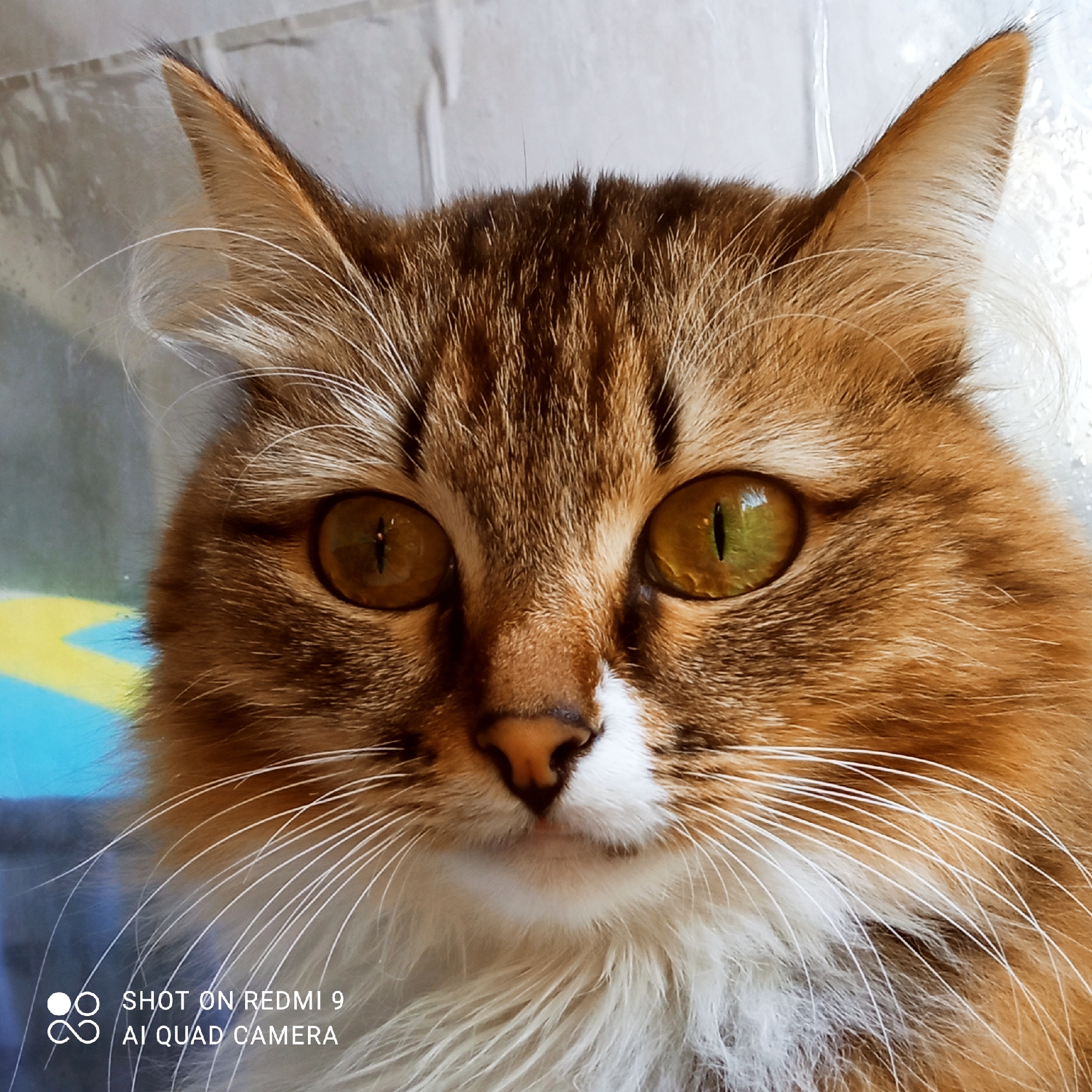 This is a close-up, head-on portrait of a cat. The cat has a tabby coat with prominent orange and brown stripes, a white patch on its chest and chin, and piercing golden-green eyes with dark vertical pupils. Its whiskers are long and white. The background is out of focus and appears to be a light-colored, textured surface with some blurry blue and yellow shapes. The image is well-lit, suggesting it was taken during the daytime. The cat's gaze is directed straight at the camera, giving it an alert and direct expression. The bottom left corner of the image contains a watermark with text: "SHOT ON REDMI 9 AI QUAD CAMERA". The setting appears to be indoors, possibly in a home in Chaikovsky, Russia. No specific activity or event is taking place other than the cat posing for the photograph.