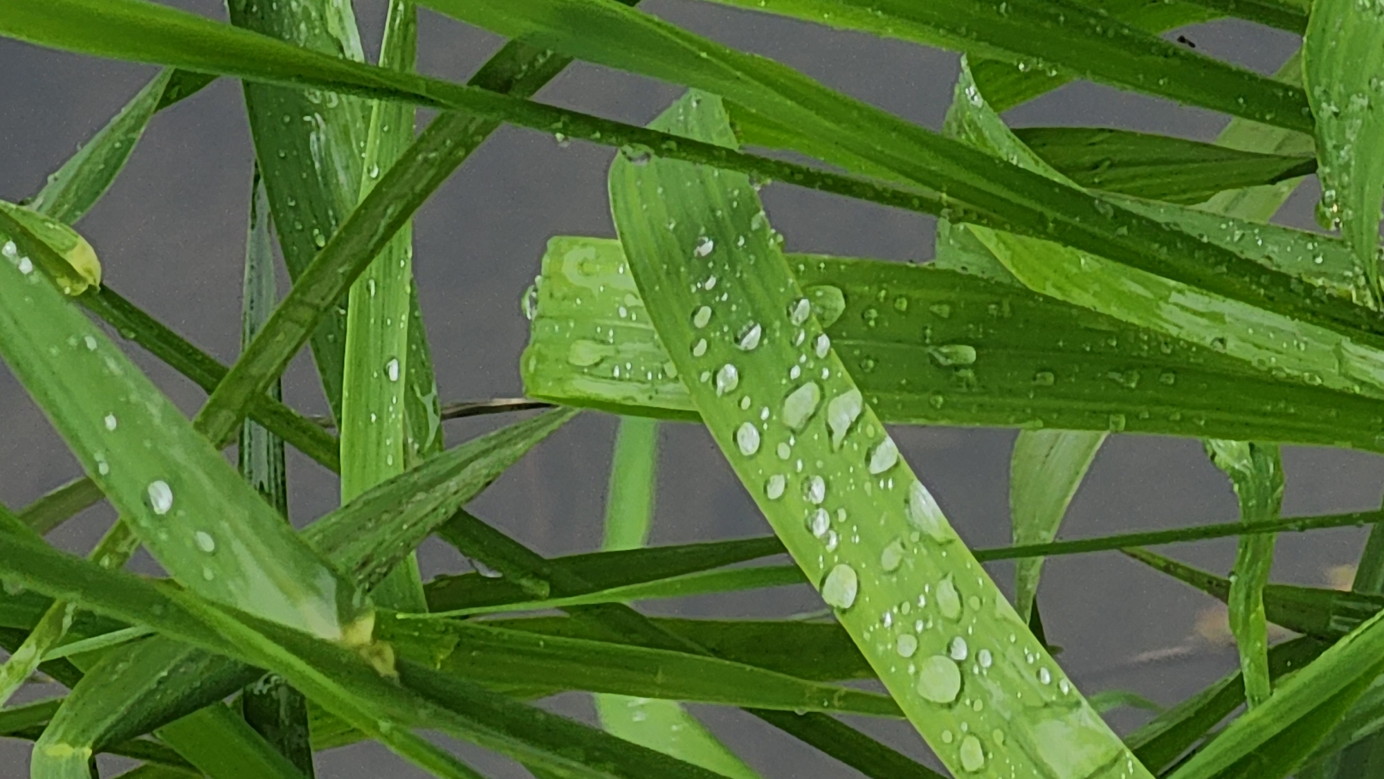 The image shows a close-up of green grass blades covered in water droplets. The background is a blurred gray color. There is no evidence to suggest a location in the city of Moscow, Russia. There are no people present in the image.