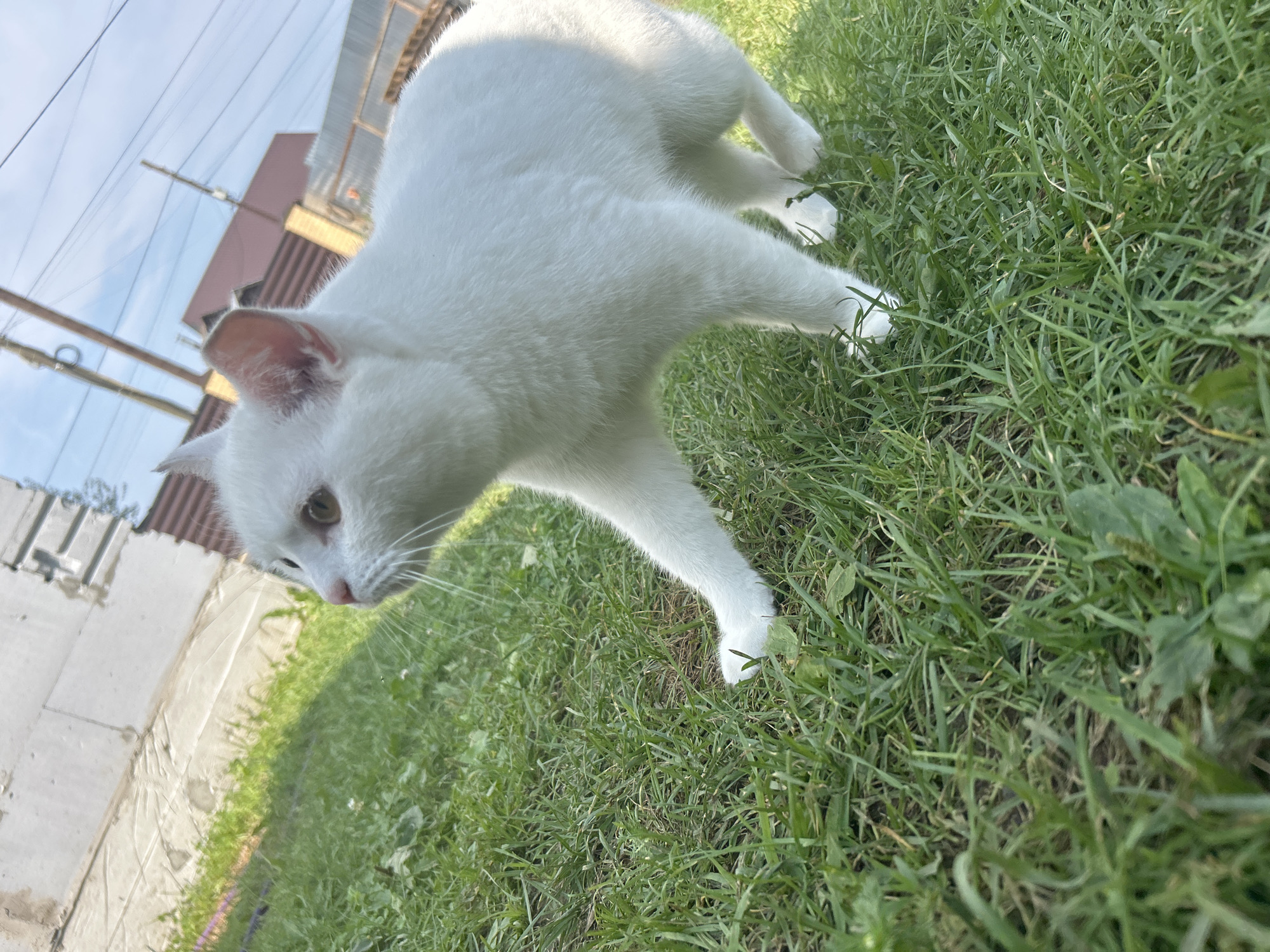 A white cat with yellow eyes is walking on a grassy lawn. The cat is in focus and the background is slightly blurred. In the background, there is a white brick wall, a brown fence, and some power lines against a blue sky. The image appears to have been taken outdoors on a sunny day. The location is estimated to be Chaikovsky, Russia based on visual cues.