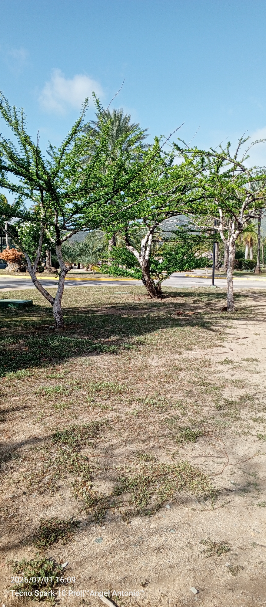 The image captures a street view in Pedro González, Venezuela, on July 1, 2026, at 16:09. In the foreground, the ground is a mix of dry, sandy soil with sparse green grass and patches of small, low-lying green plants. Two young trees with thin, light-colored trunks and dense green foliage dominate the mid-ground. A paved road with a yellow line is visible behind the trees, separating the grassy area from a backdrop of more vegetation, including palm trees and distant hills under a clear blue sky with scattered clouds. The lighting suggests it is a sunny day. The lower right corner of the image contains text identifying the date, time, and device used ("2026/07/01 16:09 Tecno Spark 10 Proll, Angel Antonio").