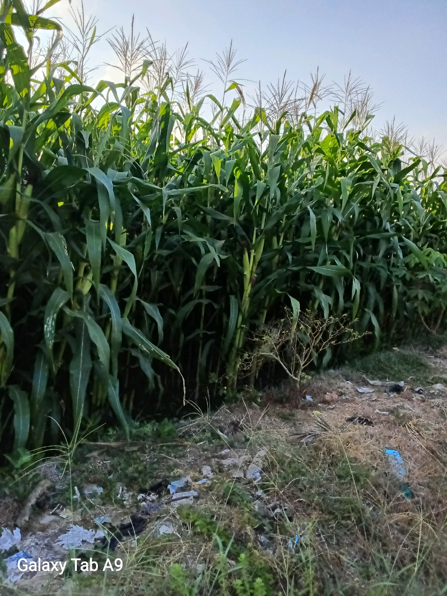 An outdoor, eye-level shot captures a dense field of cornstalks on a clear day. The corn is tall and lush green, with visible tassels at the tops of the stalks. The stalks are lined up in a row stretching across the frame. In the foreground, the ground is covered with dry grass, some scattered leaves, and a few pieces of blue and gray plastic trash. To the right of the cornfield, there is a small, dry, bare bush. The bottom left corner of the image displays the text "Galaxy Tab A9". The scene is located in Bendorejo, Indonesia.