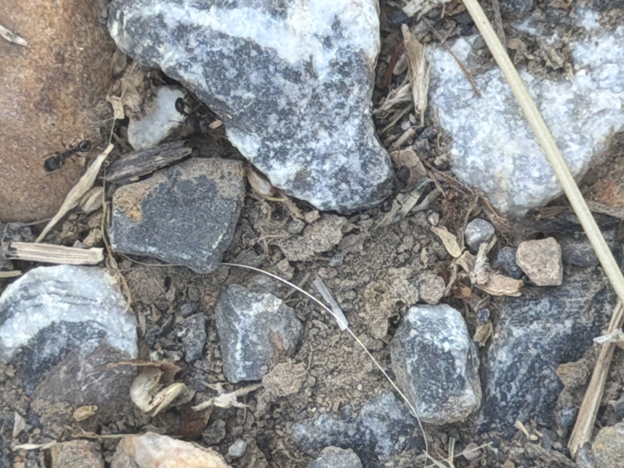 The image depicts a close-up view of a patch of ground covered in small stones, dirt, and dried plant matter. Two ants are visible; one black ant is positioned on a large, brown, rounded stone in the upper right quadrant of the image, and another black ant is located near the bottom center of the frame, amongst the rocks and dirt. The overall environment appears to be an outdoor setting, likely in a natural or semi-natural area given the composition of the ground cover. There are no discernible buildings or man-made structures visible. The scene is static and shows no active events. The location is stated to be in Valdefresno, Spain.