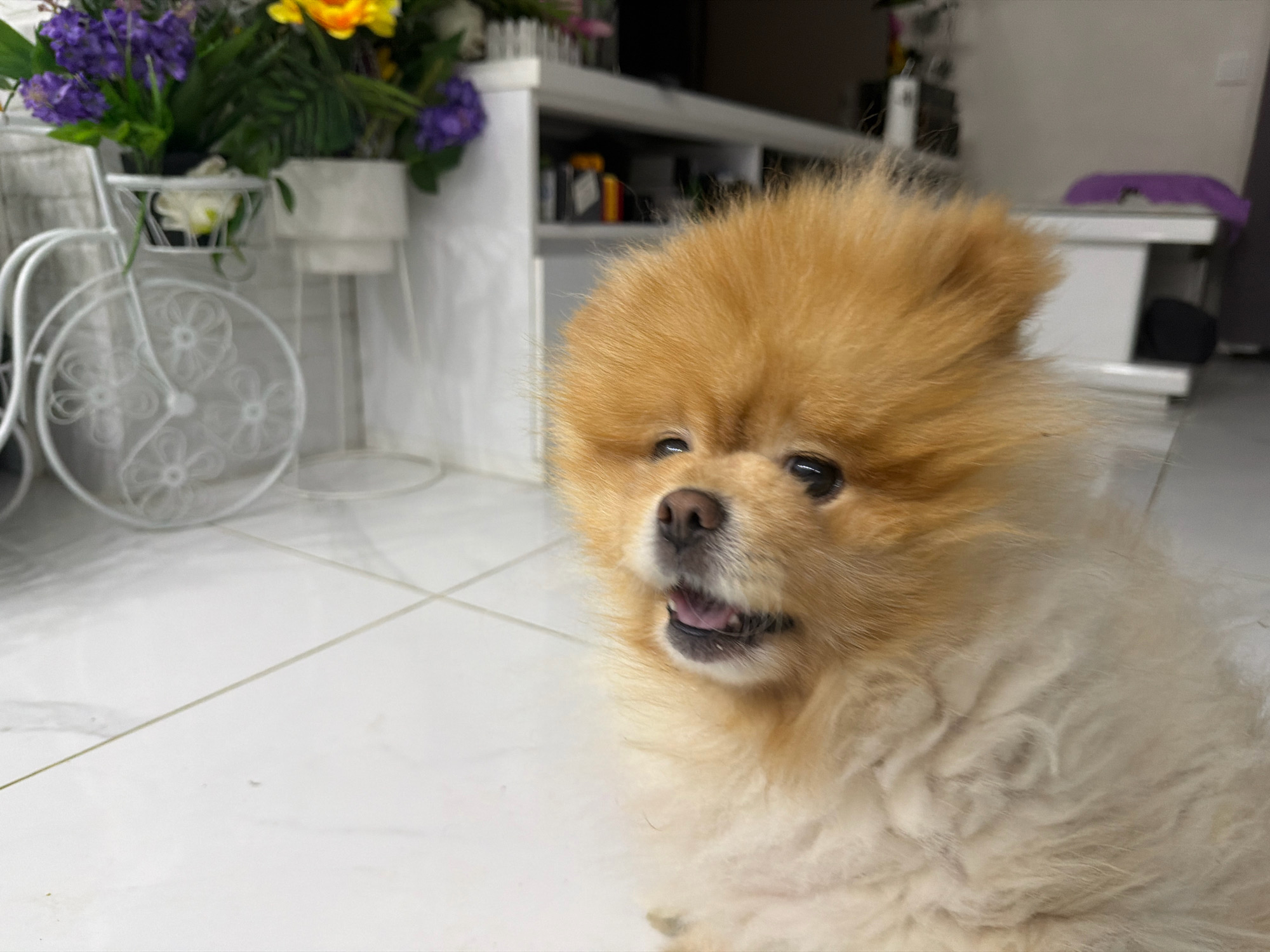 A pomeranian dog is pictured in the foreground, looking at the camera with its mouth slightly open. The dog is fluffy and has light brown and cream-colored fur. In the background, there are some flowers in a white basket on a white decorative bicycle. To the right of the bicycle, there is a white shelf unit with items on it. The floor is tiled in white. The scene appears to be indoors, possibly in a home or studio. There is no indication of the city of Tbilisi, Georgia.