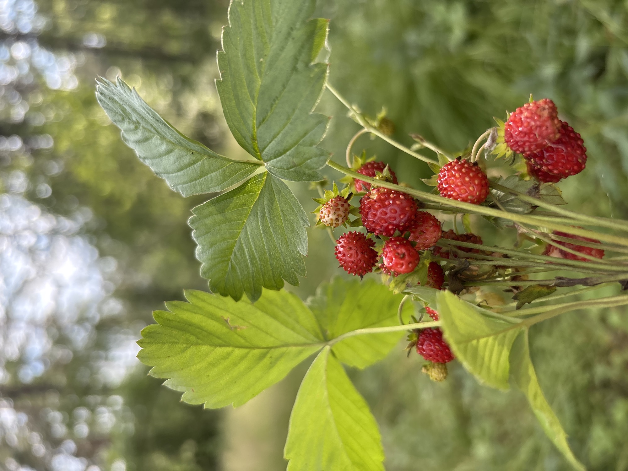 A close-up, low-angle shot captures a wild strawberry plant with bright red berries and vibrant green leaves against a blurred background of greenery and bokeh lights, suggesting a natural outdoor setting possibly in the city of Korovovo, Russia, known for its natural landscapes. The plant is the central subject, with several ripe strawberries clustered together and some unripe, pale ones. The leaves are broad and serrated, catching the sunlight. The overall impression is one of fresh, natural abundance in a serene environment.