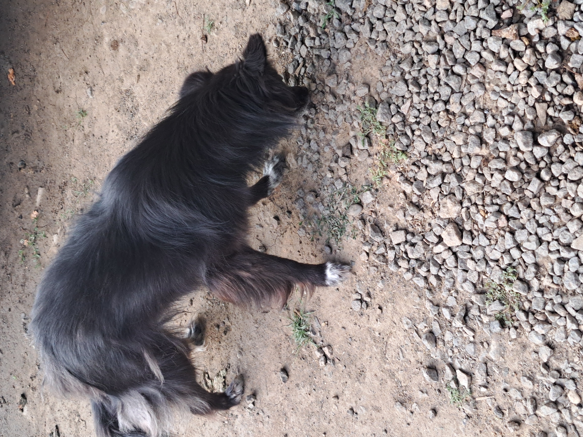 In Vypasne, Ukraine, a medium-sized, long-haired black dog is captured in profile, its head lowered to the ground as if sniffing. The dog has white markings on its paws. It is standing on a dirt and gravel surface, with sparse green vegetation growing through the stones. The background consists of more dirt and some dry leaves. The lighting suggests an outdoor setting during the day.
