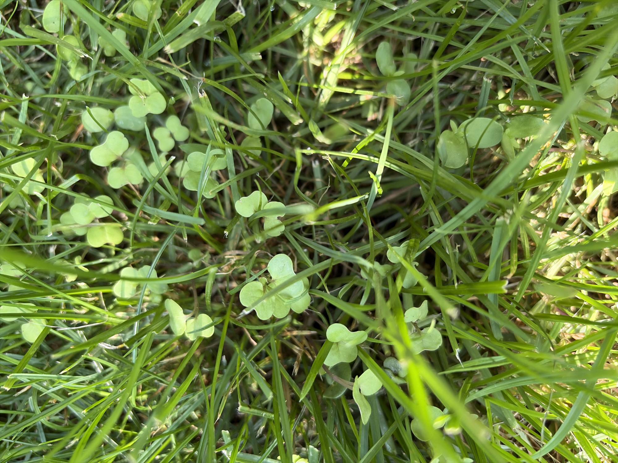 This is a close-up, overhead shot of a patch of green grass with several small, light green clover leaves interspersed throughout. The grass blades are thin and appear to be of varying lengths. Some of the clover leaves are clustered together, while others are more isolated. The lighting suggests it is daytime, with sunlight casting dappled shadows on the ground. The scene is devoid of any human presence or man-made objects. The location is identified as Oxentea, Moldova.