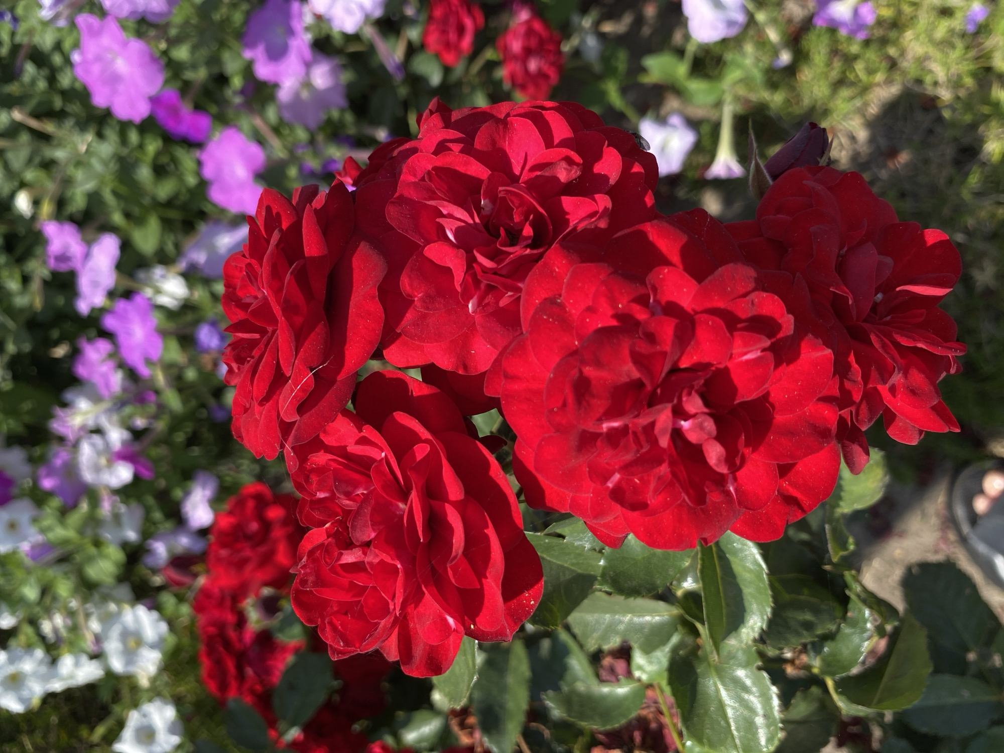 A cluster of vibrant red roses dominates the foreground of the image. The roses are in full bloom, with multiple layers of petals. Behind them, a bokeh background of other flowers in various shades of pink, purple, and white is visible, interspersed with green foliage. The lighting suggests it is daytime, casting shadows on the rose petals and leaves. In the lower left corner of the image, a portion of a person's foot wearing a sandal is visible. The scene appears to be a garden or park setting. There is no information available about the specific location in Ventsy, Russia.