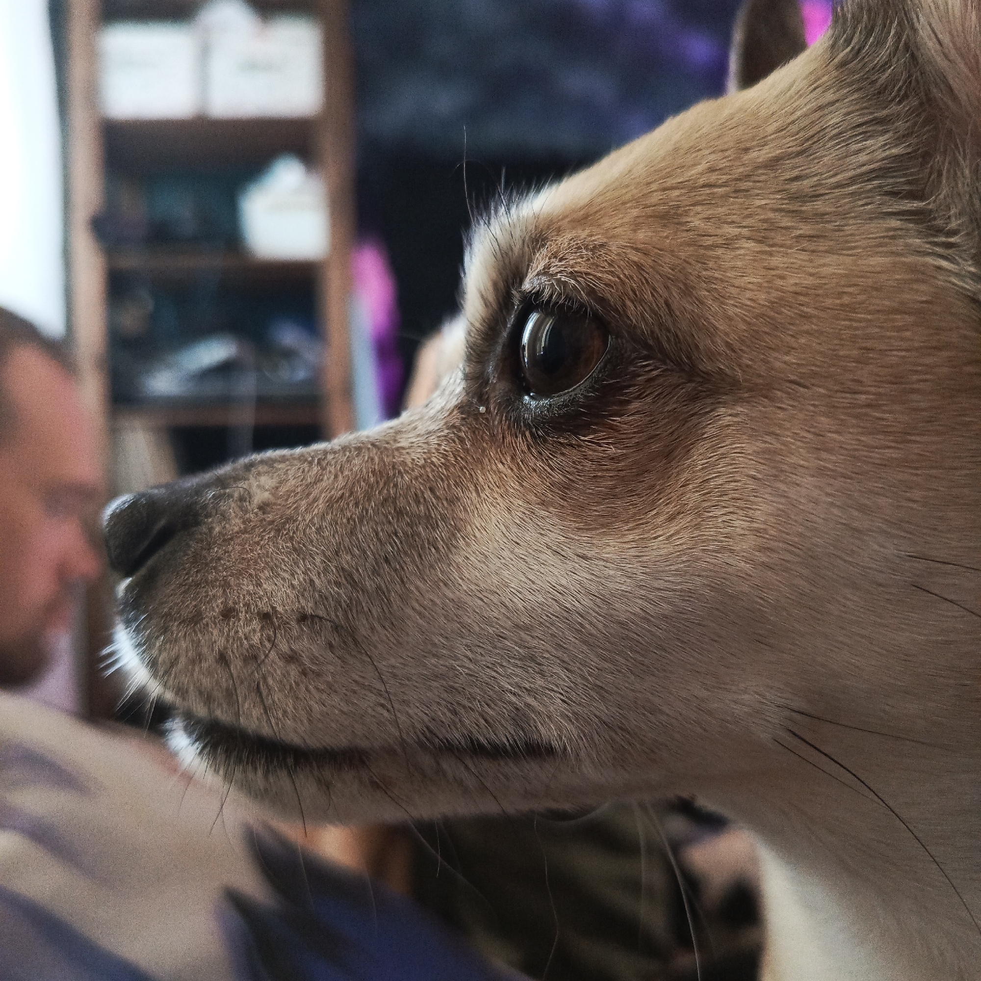 A close-up, slightly angled, side view depicts a Chihuahua dog. The dog has light brown fur, dark eyes, and a black nose. A blurred figure, likely a person, is visible in the background to the left. A wooden shelf is also visible, as is a blurry image from an electronic device (TV) in the background. The location is in an undisclosed indoor area, potentially in the city of Chaikovsky, Russia.