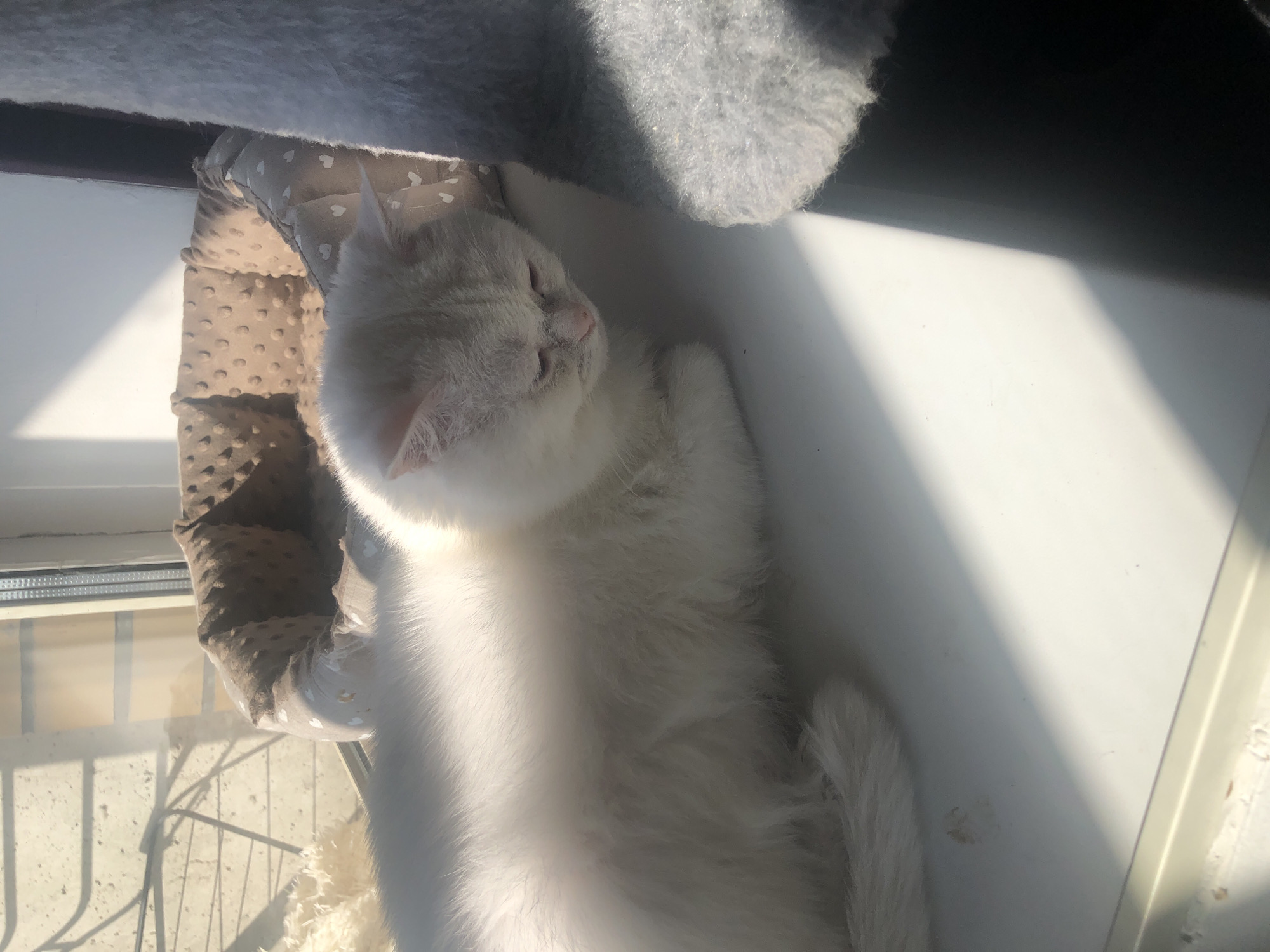 A white cat with gray markings on its face and ears is lying on a white windowsill. The cat is looking down and to the right, with its eyes partially closed. The windowsill is illuminated by sunlight, casting a shadow across it. In the background, there is a light brown cat bed with a pattern of small white hearts. To the right of the cat, there is a portion of a gray, fuzzy object that appears to be a cat tree. The overall impression is of a peaceful, domestic scene. The location is Unknown, Unknown.