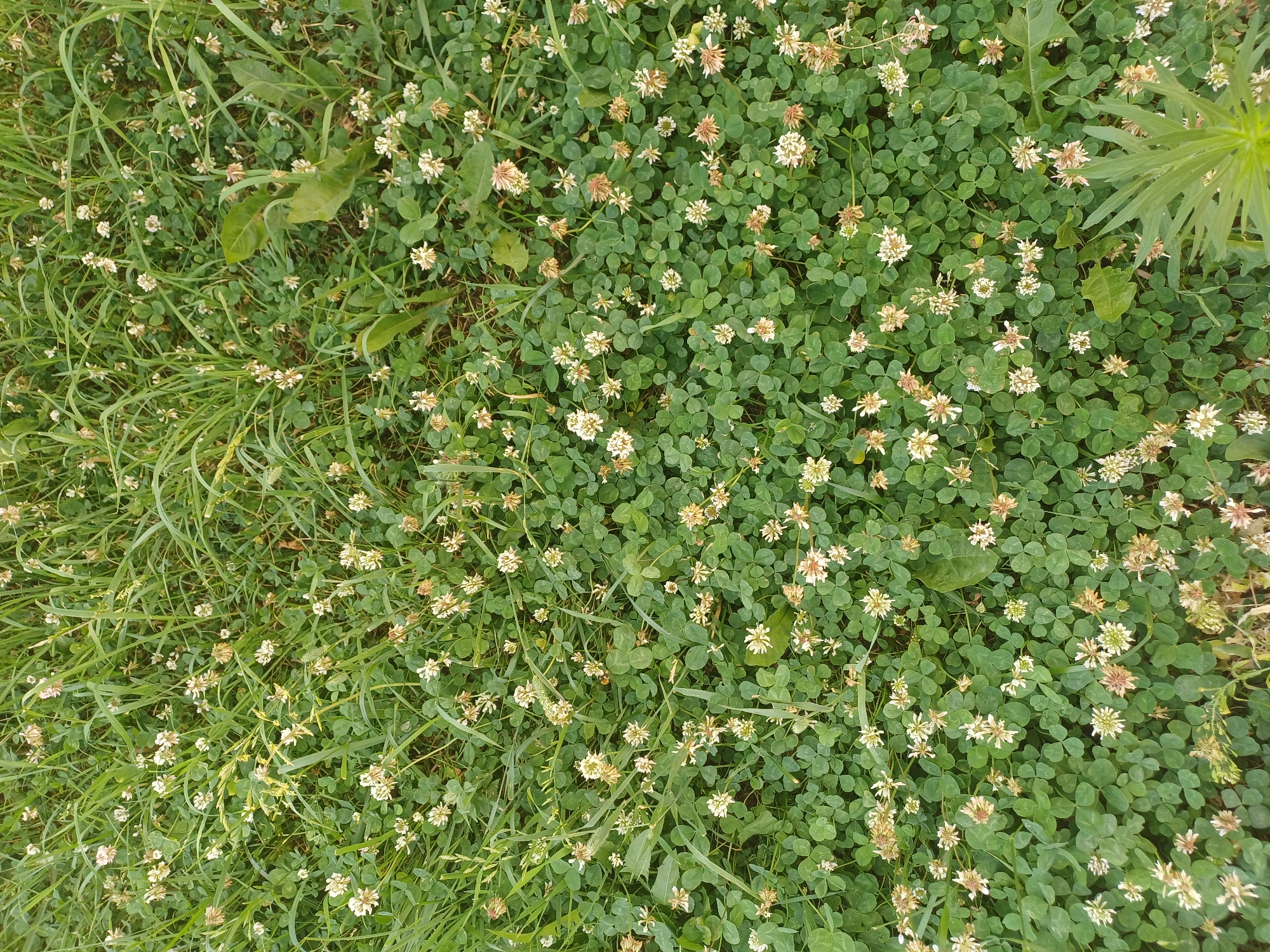 The image shows a dense patch of clover and grass, with numerous small white and pinkish-white clover flowers scattered throughout. The clover is characterized by its trifoliate leaves, and the grass is a vibrant green. Several larger, broader leaves, possibly from a different plant, are interspersed within the greenery. In the upper right quadrant, a portion of a plant with feathery, elongated leaves is visible, suggesting a natural outdoor setting. The lighting appears to be natural daylight, with no harsh shadows, indicating it might be a partly cloudy day or late afternoon. The overall scene is one of natural overgrowth in a grassy area, possibly a field, meadow, or garden edge. There is no visible text in the image. The setting is identified as Elitnyi, Russia.