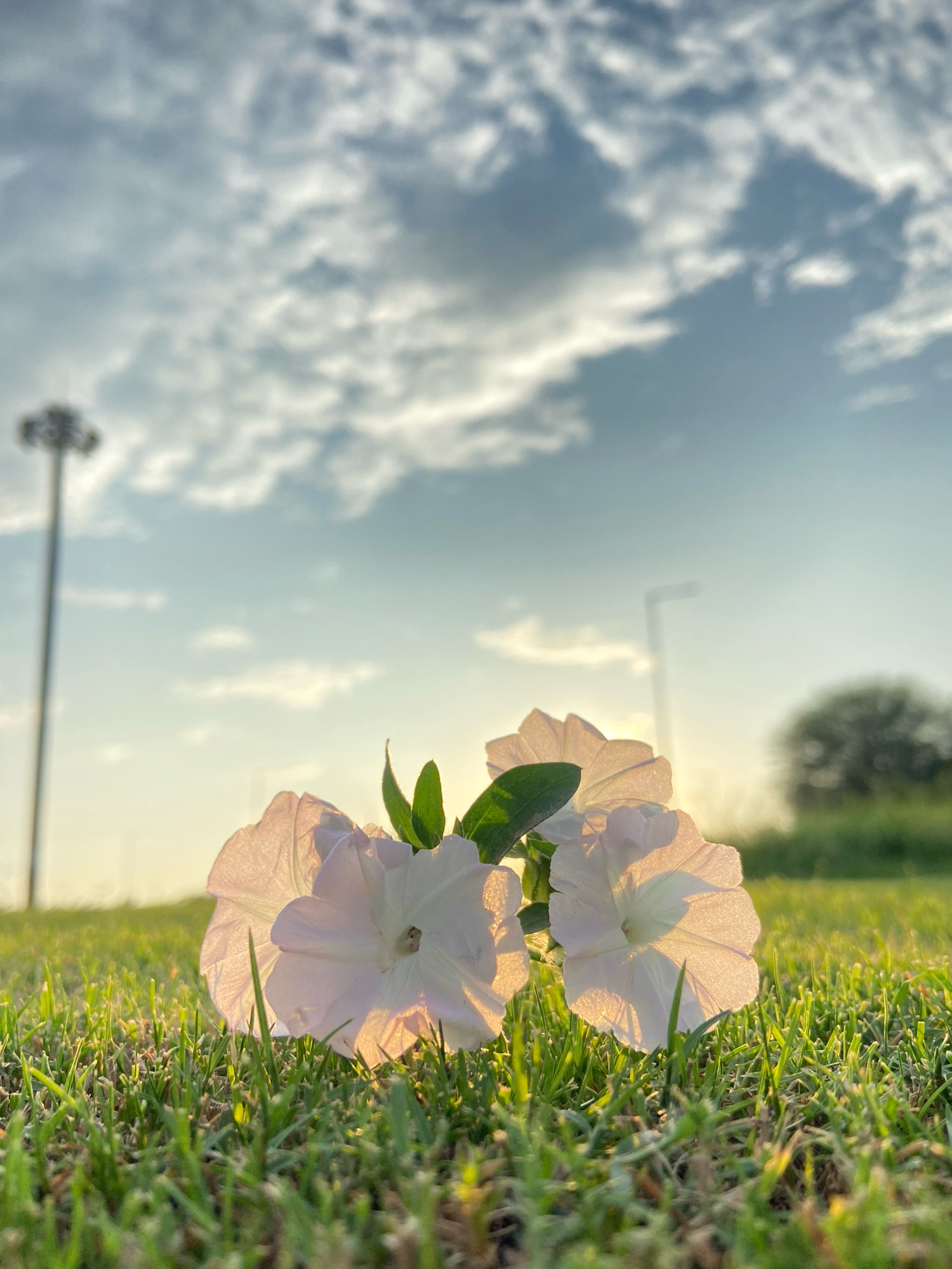 The image shows a low-angle view of three white petunia flowers lying on a patch of bright green grass. The flowers are positioned in the foreground, with sunlight backlighting their translucent petals. In the background, a blurred street light pole stands to the left, and a tree is visible on the right. The sky above is filled with scattered white clouds against a pale blue backdrop, suggesting it is either early morning or late afternoon. The scene appears to be an outdoor public space, possibly a park or a roadside area in Mohali, India, given the presence of streetlights and manicured grass. There are no people or animals visible in the image.