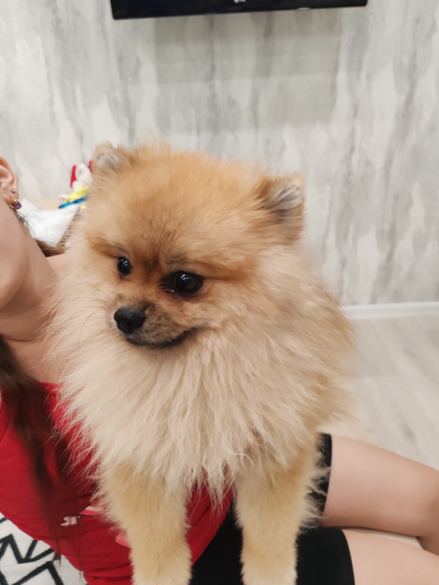 The image shows a close-up of a person holding a Pomeranian dog. The dog, with its characteristic fluffy, light brown fur and dark eyes, is the central focus. A person's shoulder, neck, and arm are visible, wearing a red top. The background features a wall with a textured pattern that appears to be wallpaper, and a white baseboard. The lighting suggests an indoor setting, possibly a home. The overall mood appears calm and affectionate, with the dog looking slightly to the side. There is no visible text in the image. The location is Komsomolsk-on-Amur, Russia.