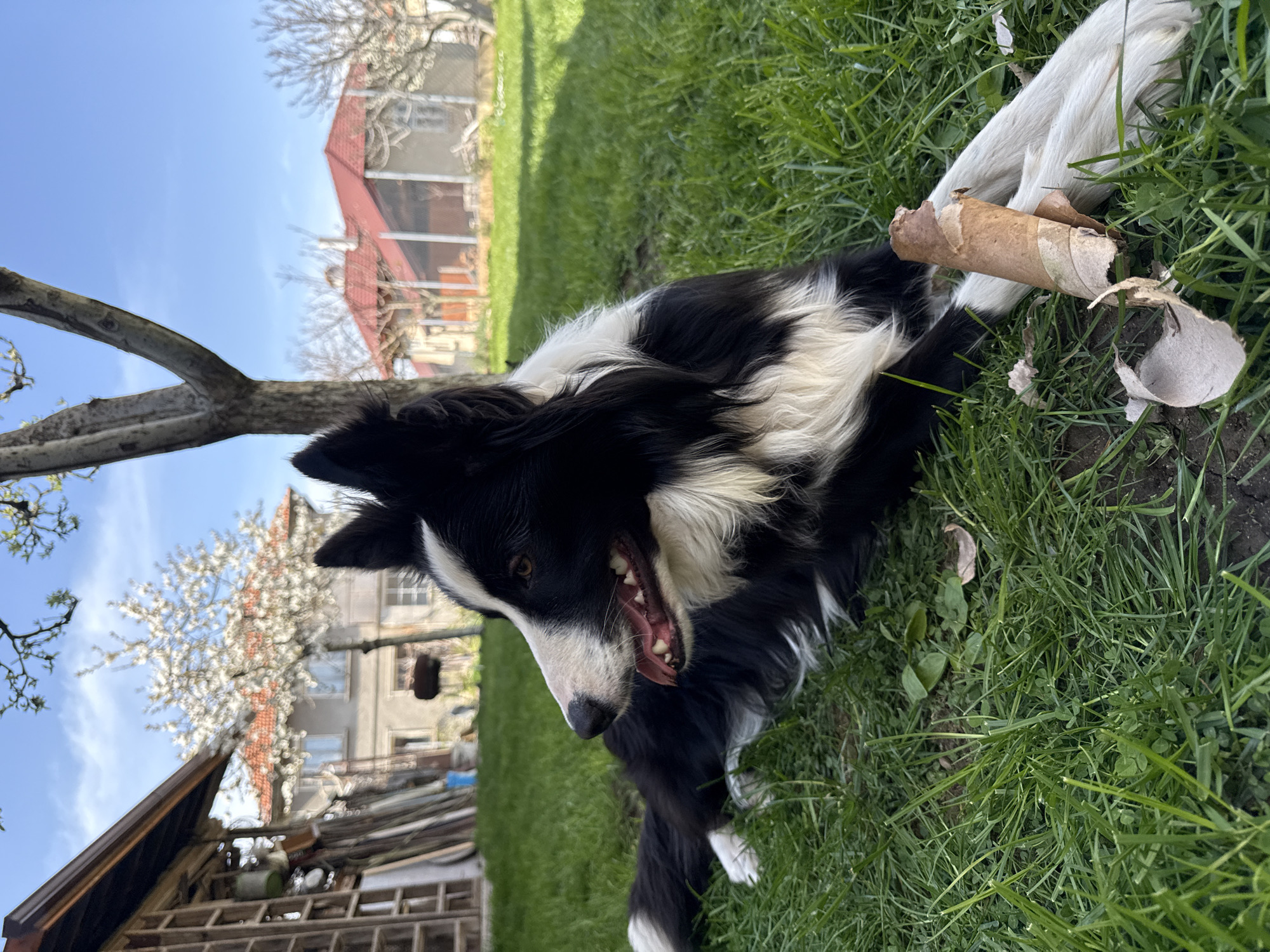 The image depicts a black and white Border Collie dog lying in green grass. Beside the dog are pieces of a cardboard tube. The background shows a building with a red roof and white siding, trees, and a blue sky. Based on prior knowledge, the location is in the city of Berkovitsa, Bulgaria.