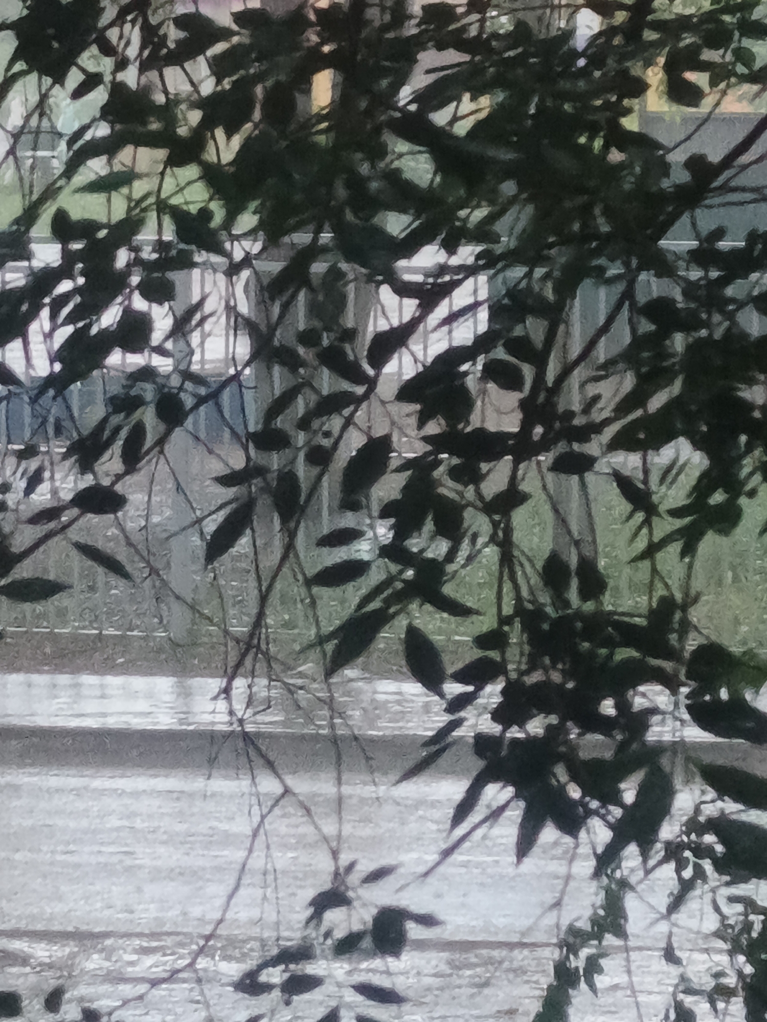 The image depicts a close-up view of dark green foliage, casting shadows across a blurred background. The background appears to be a street scene, with a blurred indication of a paved surface and a fence. The overall lighting suggests an overcast or shaded environment, and the texture of the image gives the impression of an oil painting or a heavily filtered photograph. There are no people or discernible actions taking place. The location is unknown.
