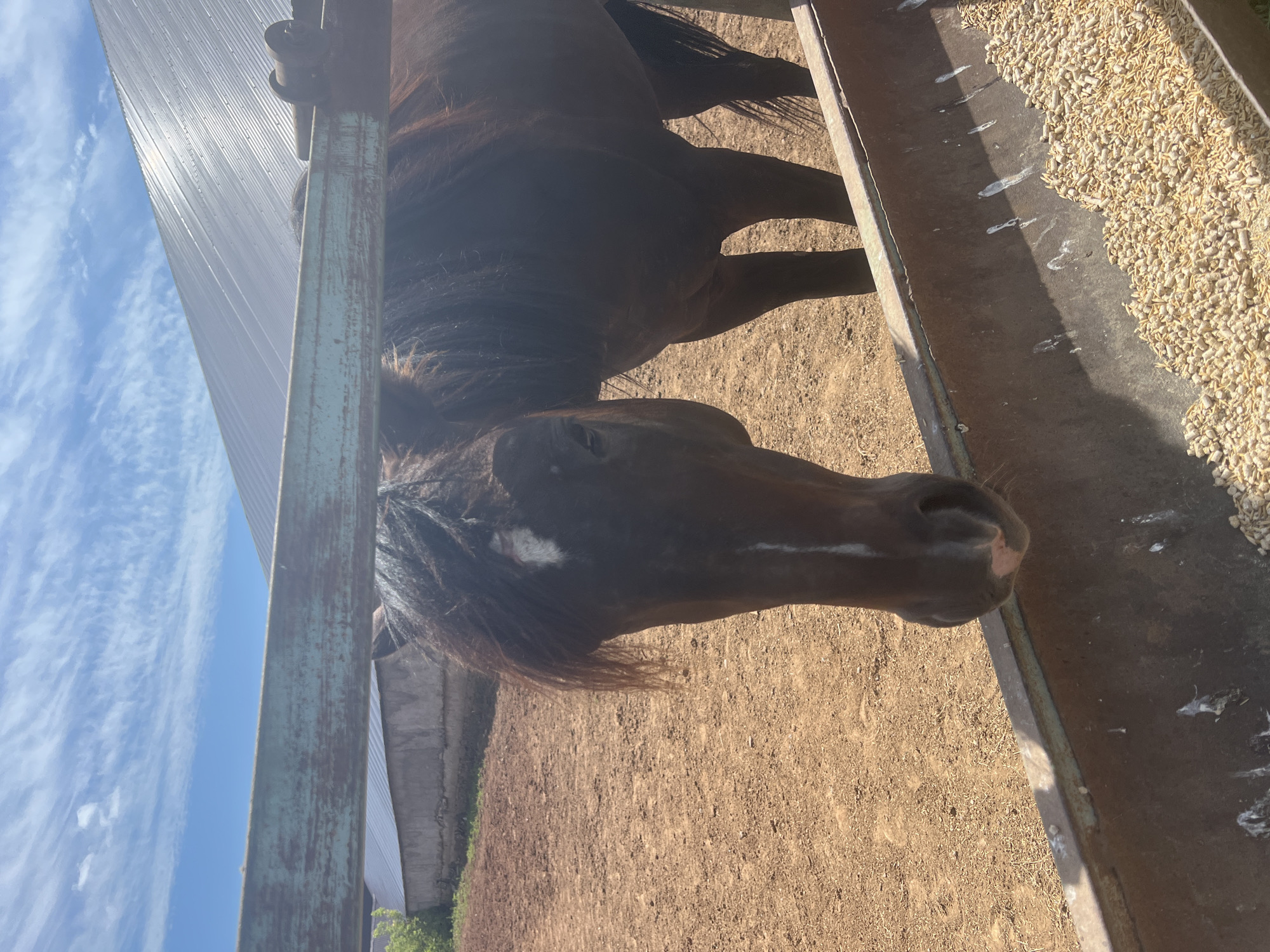 This is a medium shot, eye-level, outdoor photograph of a brown horse. The horse is positioned in the center of the frame, facing the viewer and leaning over a trough filled with feed. The horse's head and neck are the primary focus, with its dark mane partially obscuring its face. A white marking is visible on the horse's forehead, and a thinner white stripe runs down its nose. Its eye is open, and it appears to be eating from the trough. The trough is a weathered, metal feeder filled with light-colored feed pellets.
In the background, a dusty, brown, outdoor enclosure, likely a paddock or corral, is visible. To the left, a low, concrete structure or wall with some vegetation growing near it is present. Behind the horse and above the enclosure, a large, silver, corrugated metal roof of a building extends across the top half of the image. The sky above is a clear blue with scattered white, wispy clouds. A green metal beam, possibly part of a fence or structure, runs horizontally across the foreground, partially obscuring the horse's head and the top of the feeder. The lighting suggests it is daytime, with bright sunlight casting shadows. There are no discernible people or other animals in the image. The scene depicts a typical farm or equestrian setting. The location is identified as Sorochinsk, Russia.
