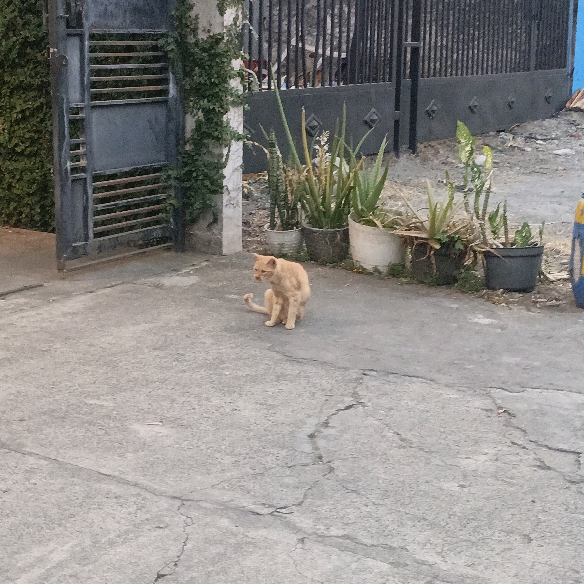 An orange cat sits on a cracked concrete ground. The cat is facing to the left with its head turned to the right. It appears to be grooming itself with its right paw. Behind the cat, there is a black metal fence and several potted plants, including some aloe vera plants. To the left of the cat, there is a grey metal gate with horizontal bars and a stone wall covered in green ivy. The environment appears to be an outdoor area, possibly a courtyard or alleyway, in the city of Salatiga, Indonesia. The ground is made of concrete with visible cracks and some small debris scattered around. The lighting suggests it is daytime.