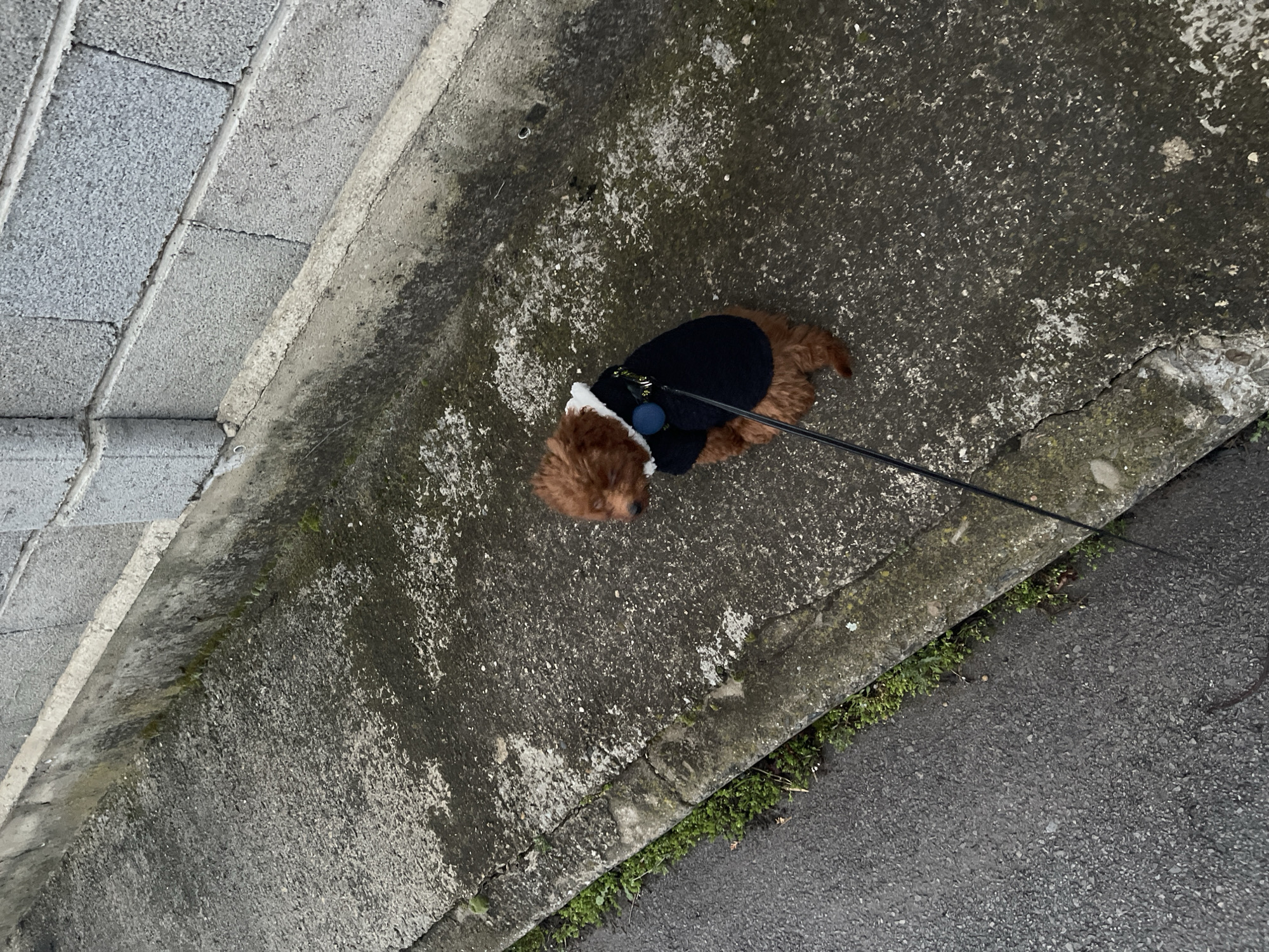 A high-angle shot depicts a small, brown, poodle-like dog wearing a dark blue sweater and attached to a black leash, standing on a weathered concrete surface. The concrete is bordered by gray brickwork on the left and a street area with some vegetation growth on the right. The dog appears to be outdoors. The location is unknown and not identifiable in the Sofia city.