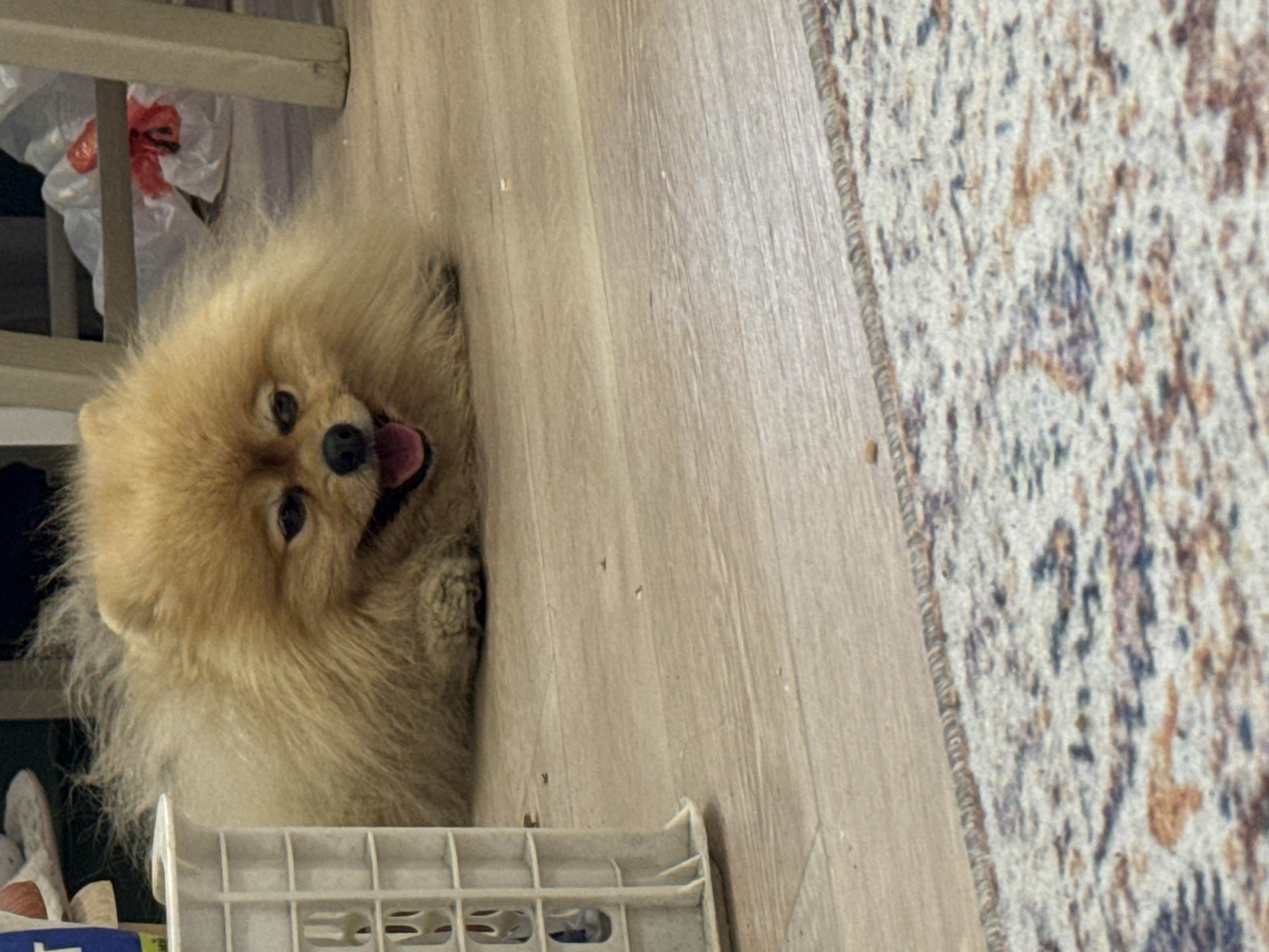 A small, fluffy, light brown Pomeranian dog is the main subject, positioned in the center-left of the rotated image. The dog is lying on its belly on a light wood or laminate floor, looking directly towards the viewer with its mouth slightly open and tongue out, giving it a happy or playful expression. Its dark eyes are prominent against its fluffy fur.
To the right of the dog, the floor transitions to a textured rug with a pattern of dark brown, blue, and cream colors. In the immediate foreground, a portion of a white plastic crate or storage organizer is visible, extending along the bottom edge of the frame. Behind the dog, on the left side of the image, there's a light-colored wooden or metal gate-like structure. Beyond this gate, a crinkled white plastic bag containing some reddish material is visible. The setting appears to be indoors, likely a home, with soft ambient lighting. There is no visible text in the image.