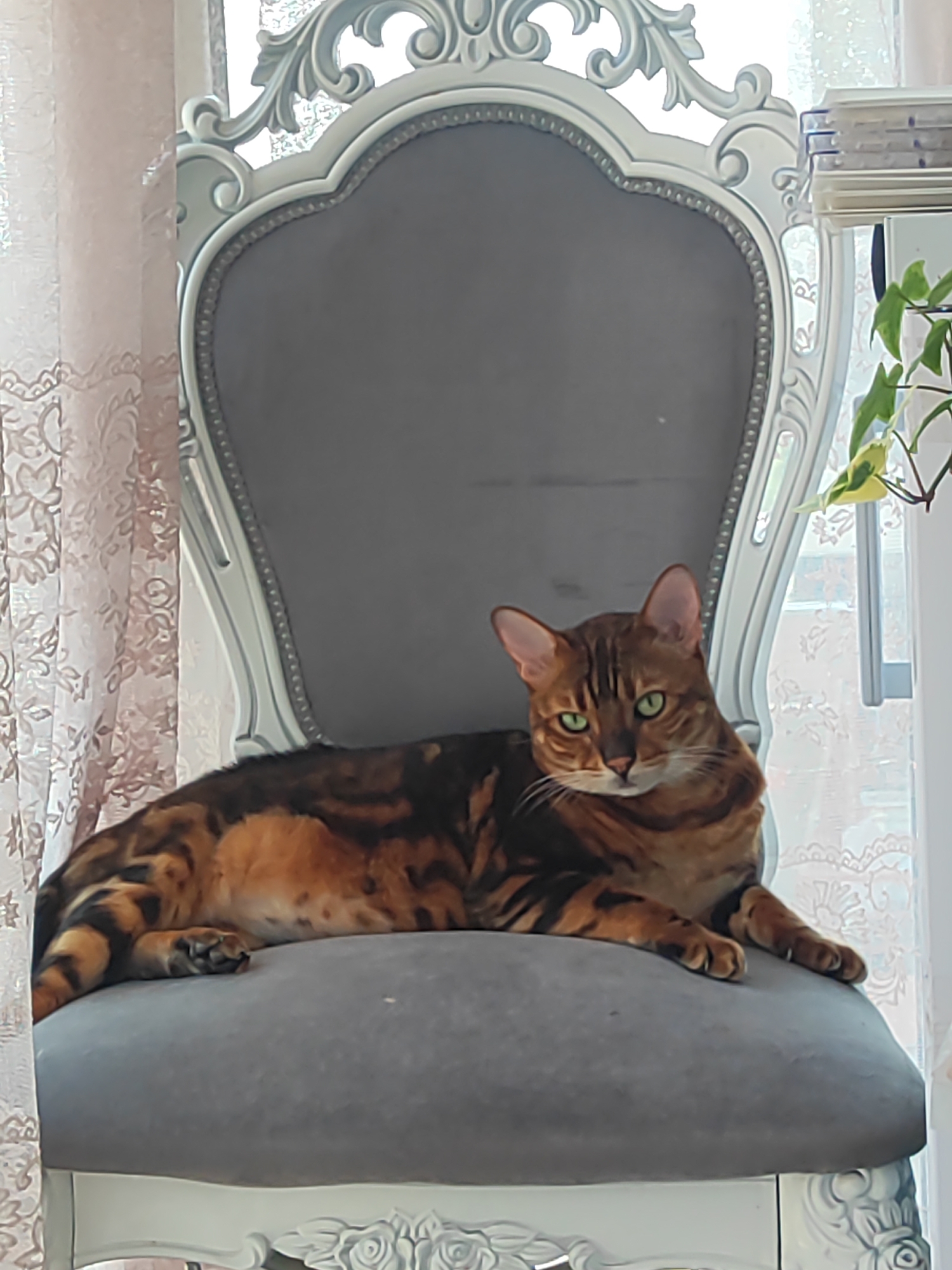 A Bengal cat with distinctive brown and black markings is lying on a plush gray upholstered chair with ornate white carved details. The cat is facing forward, looking directly at the camera with bright green eyes. Behind the chair, a sheer pink curtain with a floral pattern is visible on the left side of the frame. To the right, a window with light filtering through, a stack of books or papers, and a plant with green and yellow leaves are present. The overall lighting suggests an indoor setting, possibly a living room or a decorative space.