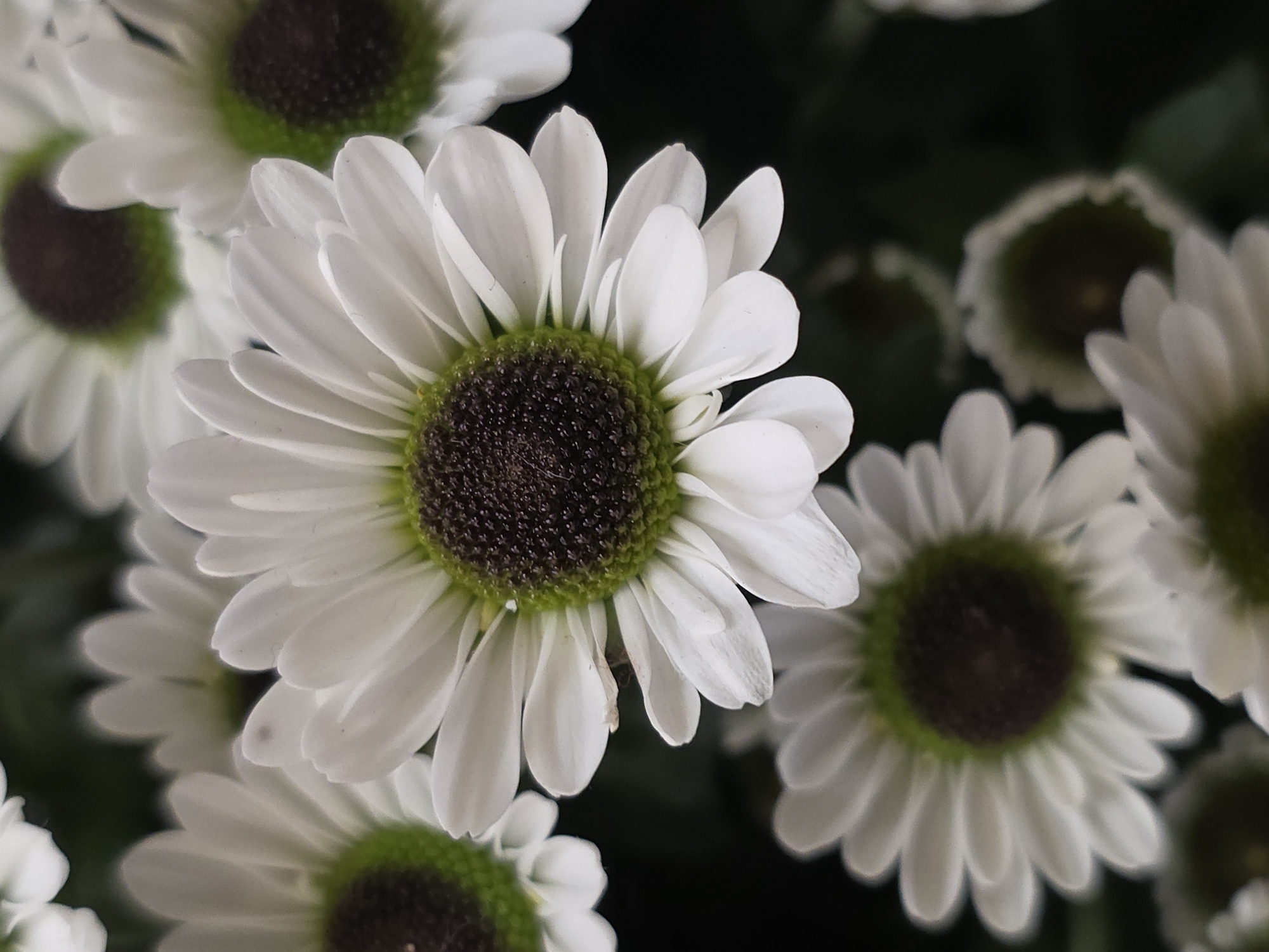 The image shows a cluster of white daisies. The daisies have white petals surrounding a dark brown center with a thin ring of green. The flowers are tightly packed together, with some petals overlapping others. The background is dark and out of focus. There is no location present.