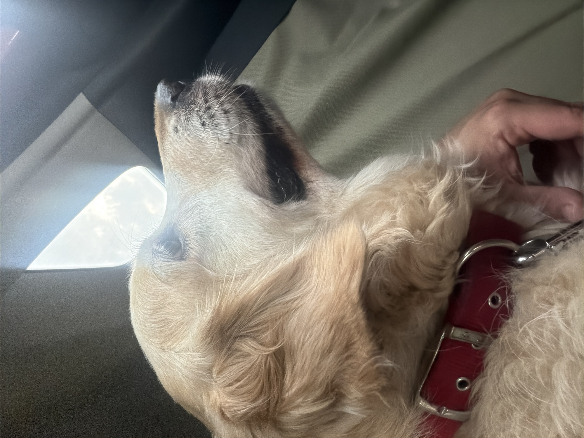 The image shows a close-up view of a light-colored dog with a red collar, possibly inside a vehicle. The dog's head is tilted upwards, and its eyes are not visible. The fur appears fluffy and light brown or golden. A person's hand is visible in the upper right corner, touching the dog's fur. The background suggests an indoor setting, with what appears to be a car's interior, including a dark gray panel and a light-colored fabric or upholstery. A bright light source is visible on the left side of the image, possibly from a window or the sky. The overall impression is a candid, everyday moment, possibly during a car ride. No text is visible in the image.