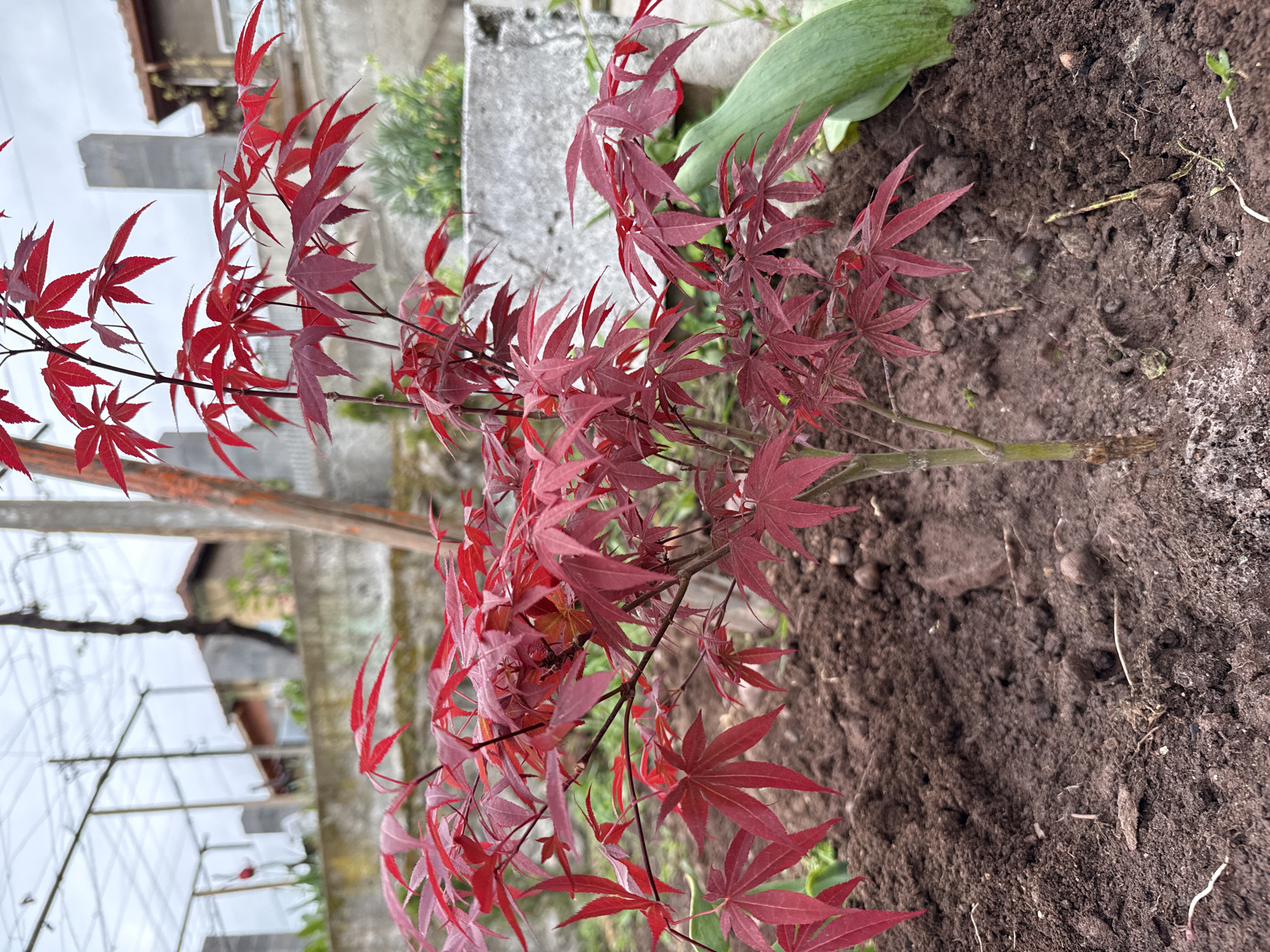 This media file captures a close-up of a vibrant young Japanese maple tree (Acer palmatum) with striking red, deeply lobed leaves, set in a garden in Boboshevo, Bulgaria. The tree, appearing to be recently planted, is positioned slightly to the left of the frame's center, extending branches with dense foliage upwards and outwards.
The ground around the tree is dark brown, freshly tilled soil, with some small clods and bits of organic matter visible. In the background, to the right, a large, broad green leaf of another plant is partially visible, offering a color contrast to the red maple. Further back, various muted tones suggest human-made structures and other vegetation. A light-colored concrete or stone post stands vertically behind the tree, and hints of a wooden fence post or support structure are also present. The distant background on the left shows blurred details that might include parts of a building or a greenhouse frame under an overcast sky.
The lighting appears natural and soft, indicating daytime without harsh sunlight, allowing the rich red hues of the maple leaves to stand out. There is no explicit activity taking place; the image is a still depiction of a plant in its environment. No visible text is present in the image.