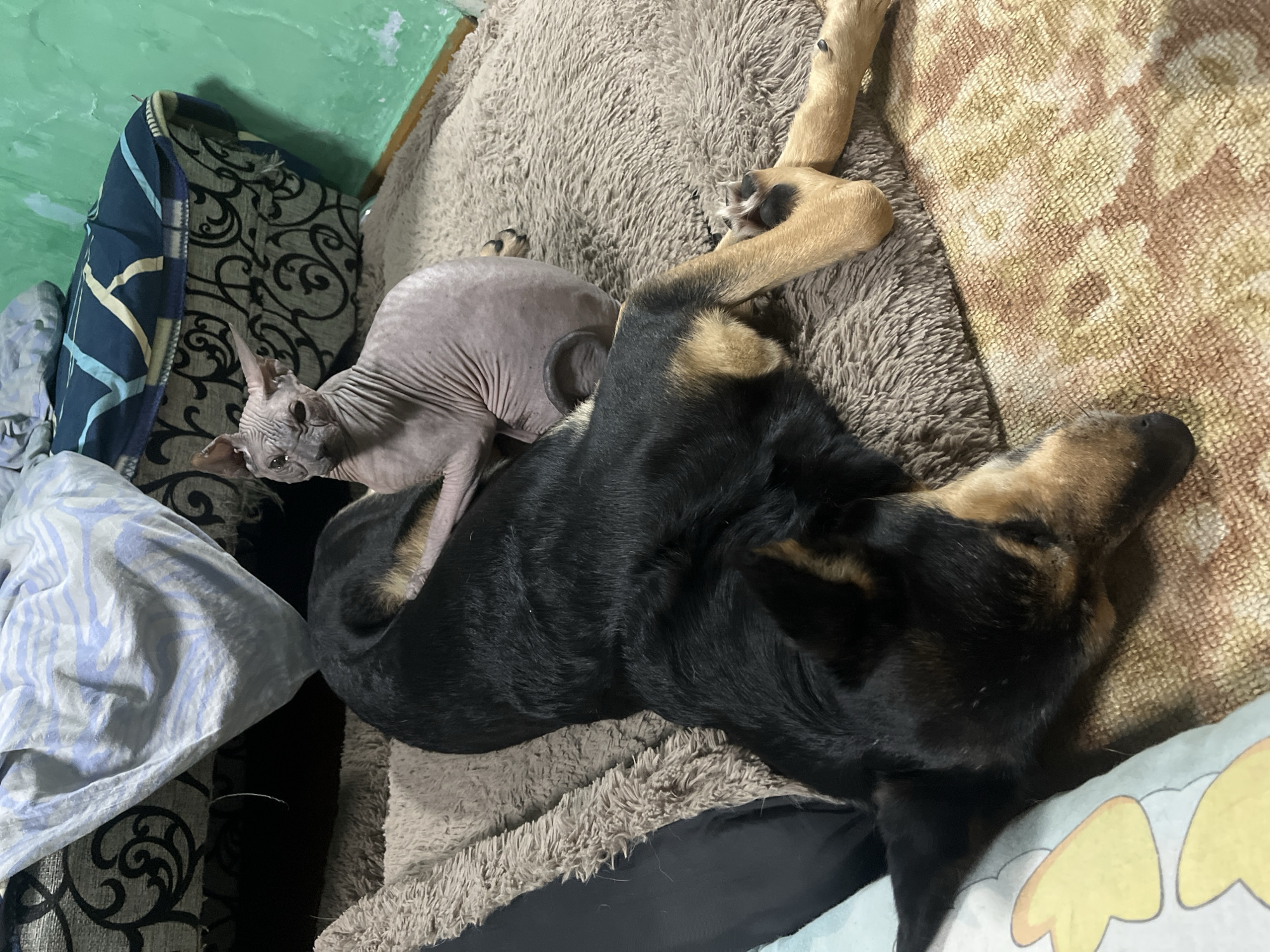 A hairless cat is curled up next to a German Shepherd dog on a brown, furry pet bed. The dog is lying on its side with its head resting on a patterned blanket. The cat is positioned on the dog's back, looking towards the camera. The background consists of a green wall and a stack of blankets and pillows. The image appears to be taken indoors. There is no information to suggest the location is in Nizhny Tagil, Russia.