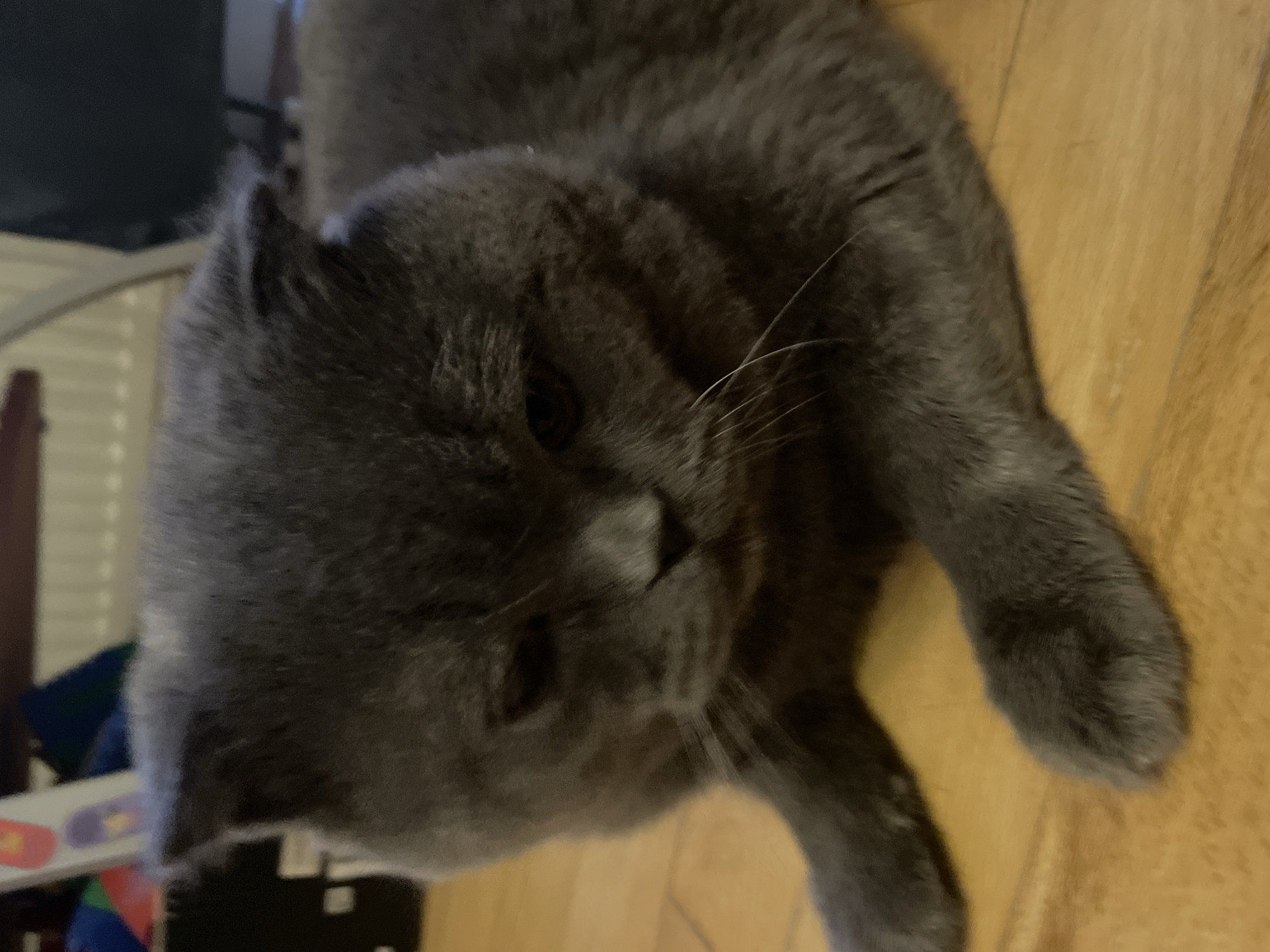A gray cat is lying on a wooden floor. The cat is positioned in the center of the frame and appears to be relaxed. The background includes some blurry objects and furniture, indicating an indoor setting.