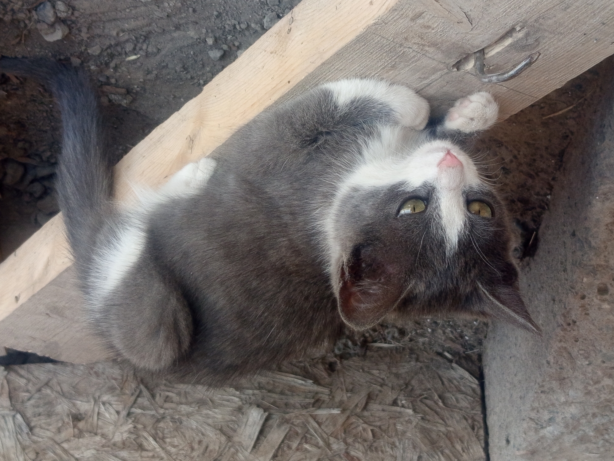 A grey and white kitten with yellow eyes is lying on a wooden plank. The kitten is in the foreground, facing left and looking towards the viewer. Its body is mostly grey with white markings on its chest, paws, and tail. The wooden plank it is lying on is rough and appears to be weathered. In the background, there is a textured wall, possibly made of plywood, and a concrete pillar. The ground around the plank is dark and appears to be dirt or soil with small stones. The overall environment suggests an outdoor or sheltered area, likely in a rural or less developed setting. The image does not provide any information about Jardy-Su, Kyrgyzstan.