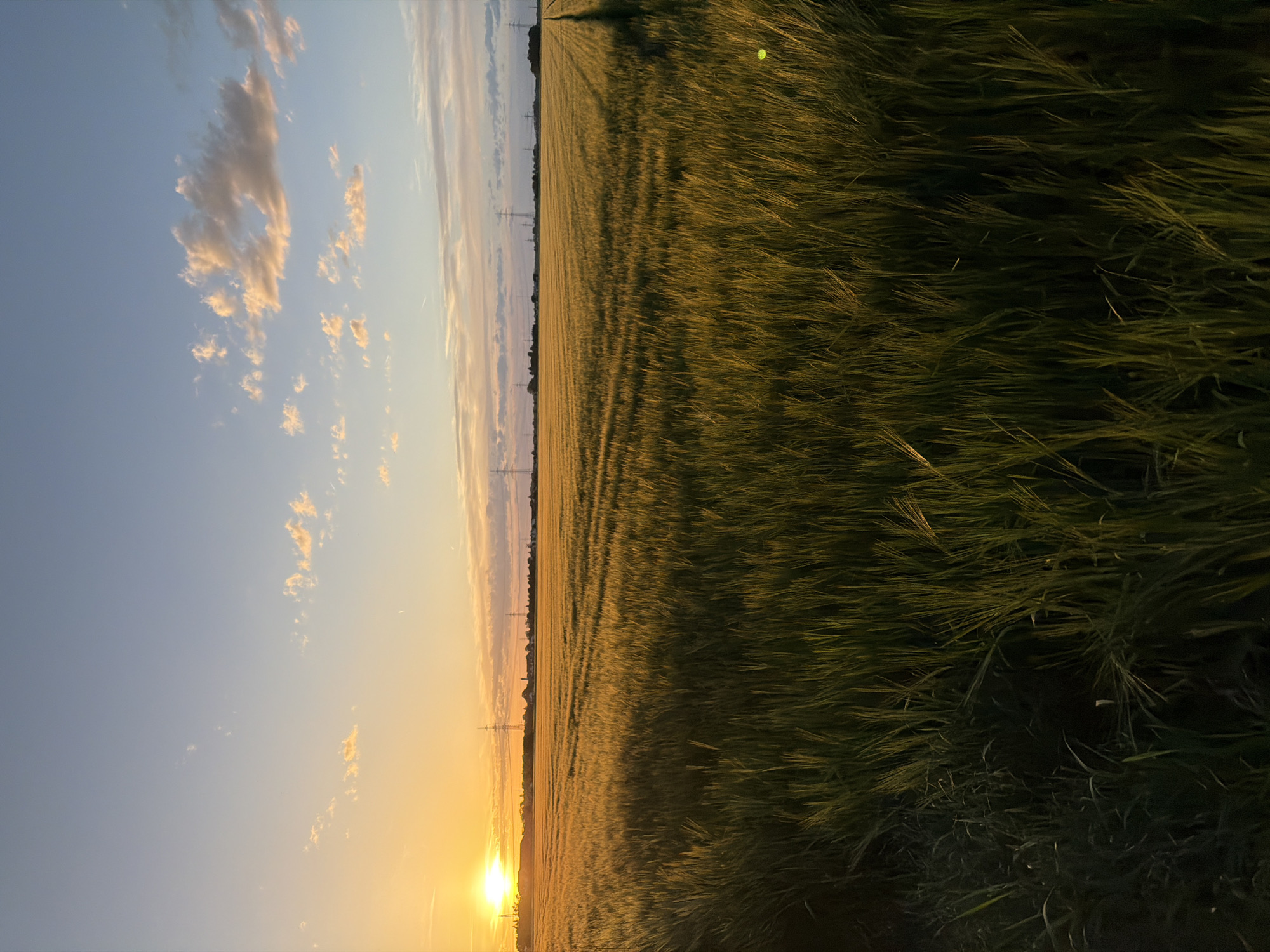 The image shows a wide view of a golden wheat field at sunset in Poing, Germany. The sun, a bright orange orb, is low on the horizon to the left, casting long shadows and illuminating the ripening wheat stalks. In the distance, a line of trees and some electrical towers are visible against a soft, blue sky with scattered, peach-colored clouds. A narrow path cuts through the field towards the right. The foreground is dominated by the dense wheat, with some darker, greener vegetation along the left edge. The overall atmosphere is serene and rural.