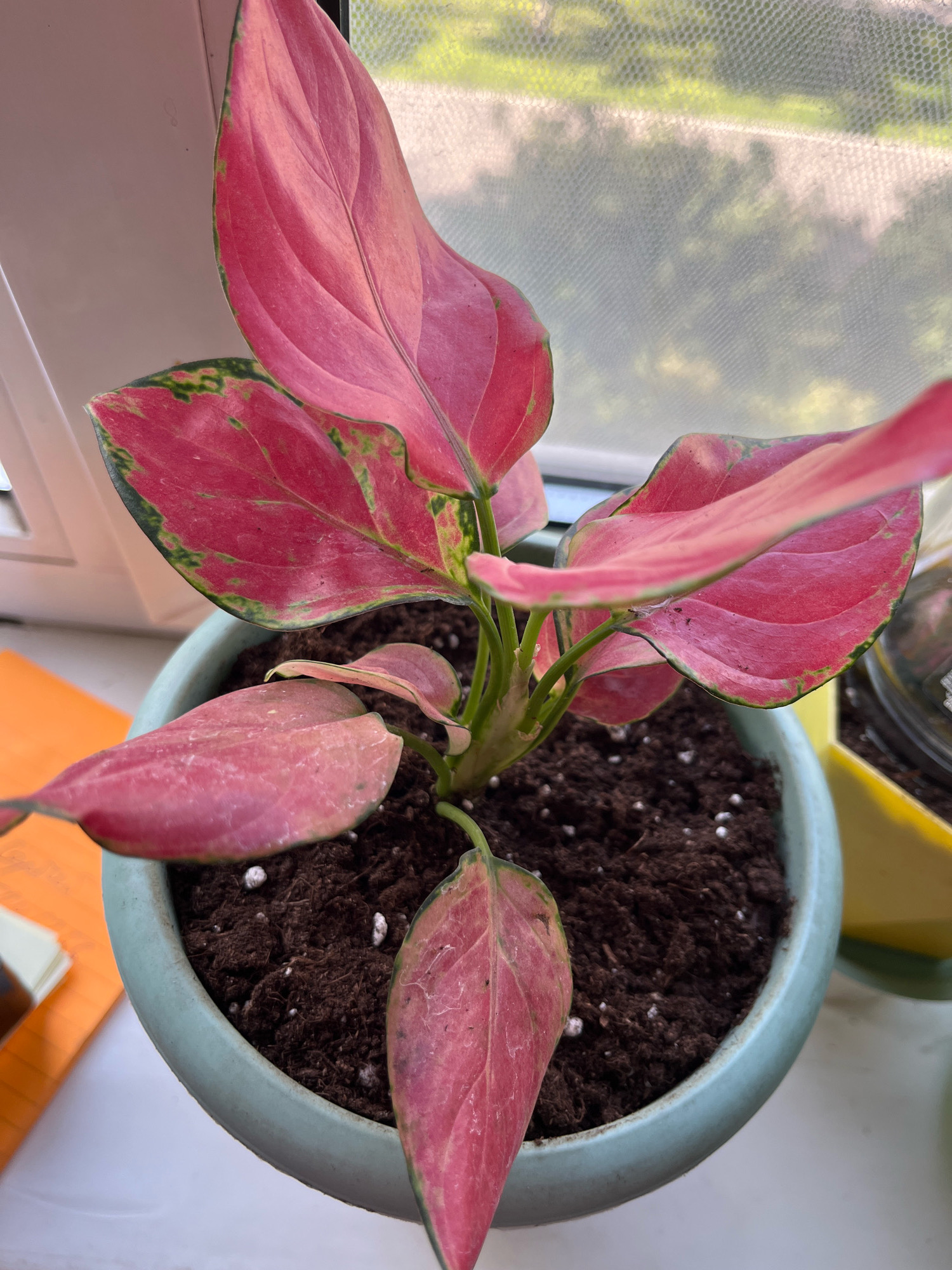 The image shows a close-up, top-down view of a potted pink Aglaonema plant with dark soil and white perlite. The plant is situated on a white windowsill, with a window covered by a white mesh screen in the background, through which green foliage and trees are visible. To the left of the plant is an orange notebook and a stack of white papers. To the right, out of focus, is a yellow object, possibly another pot. There are no people or animals present in the image. The lighting suggests it is daytime. The location is a windowsill in Moscow, Russia.