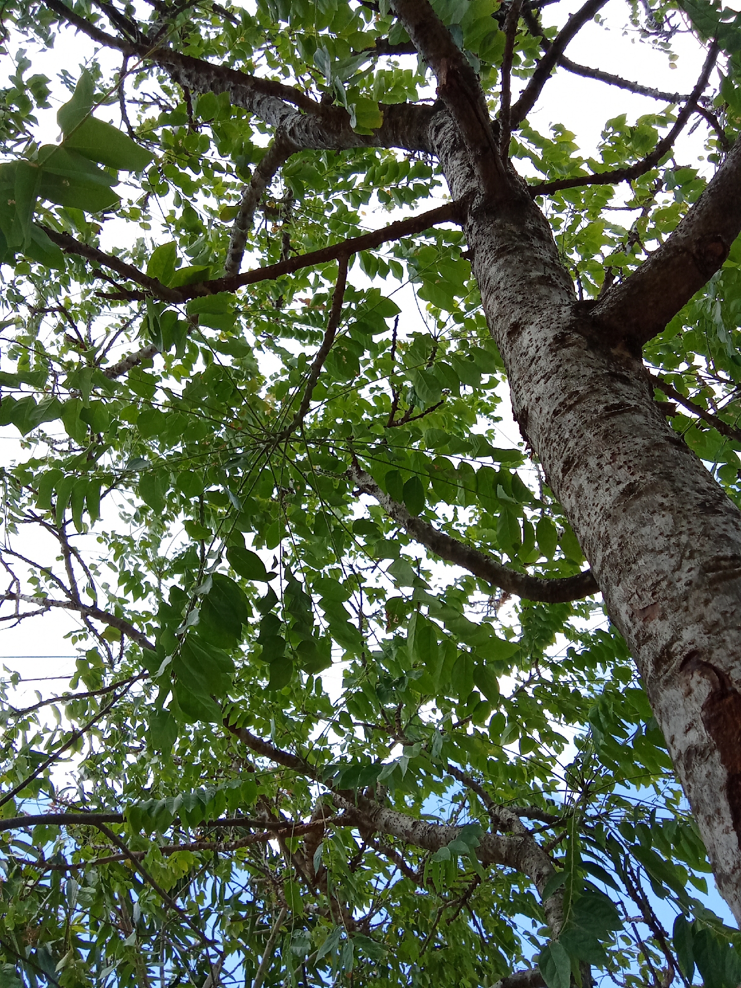 The image is a low-angle shot of a tree, possibly located in Juan Griego, Venezuela. The tree has a thick, light-colored, patterned trunk with several branches extending outwards and upwards. The branches are covered with green leaves, creating a dense canopy overhead. The sky is visible through gaps in the foliage, appearing as a bright, washed-out background. The overall perspective emphasizes the height and density of the tree.