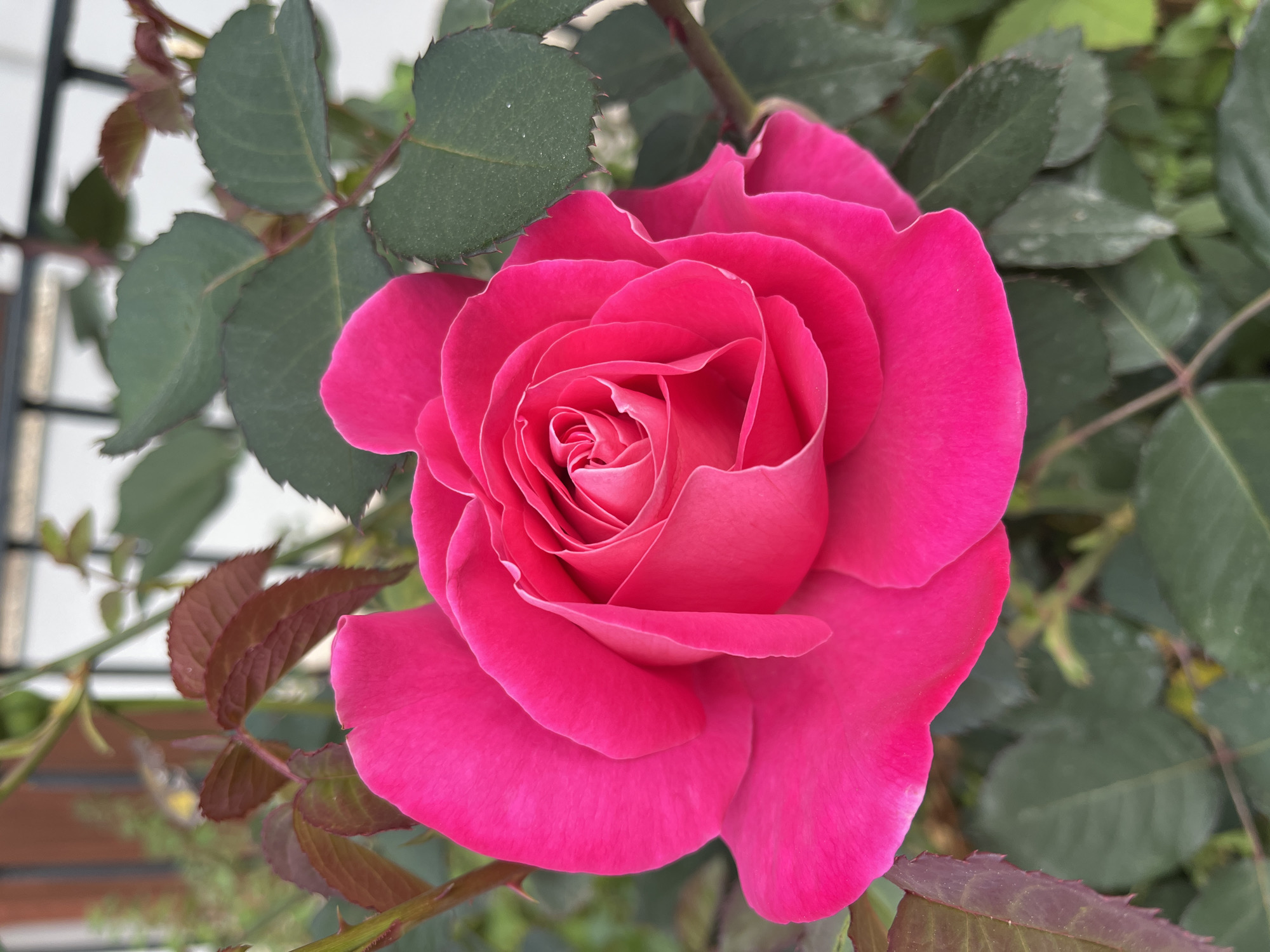 A close-up, high-angle shot of a fully opened, vibrant pink rose. The rose is the primary subject, displaying layered petals forming a spiral pattern towards the center. The flower is surrounded by green leaves with serrated edges and reddish-brown stems. The background contains more foliage with varying shades of green. There is no indication of the location being Alanya, Turkey.